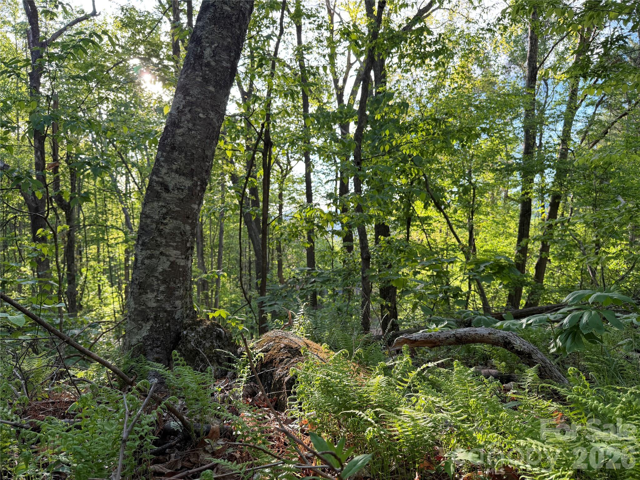 The Orchard of Greene Cove - Land