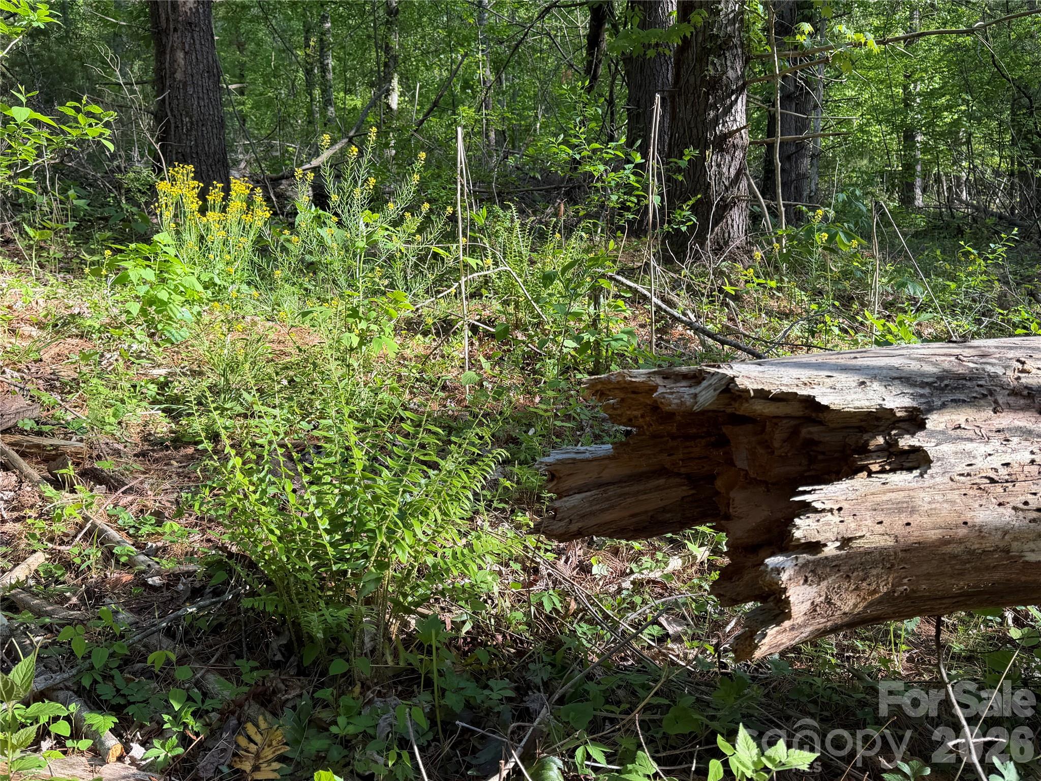 The Orchard of Greene Cove - Land