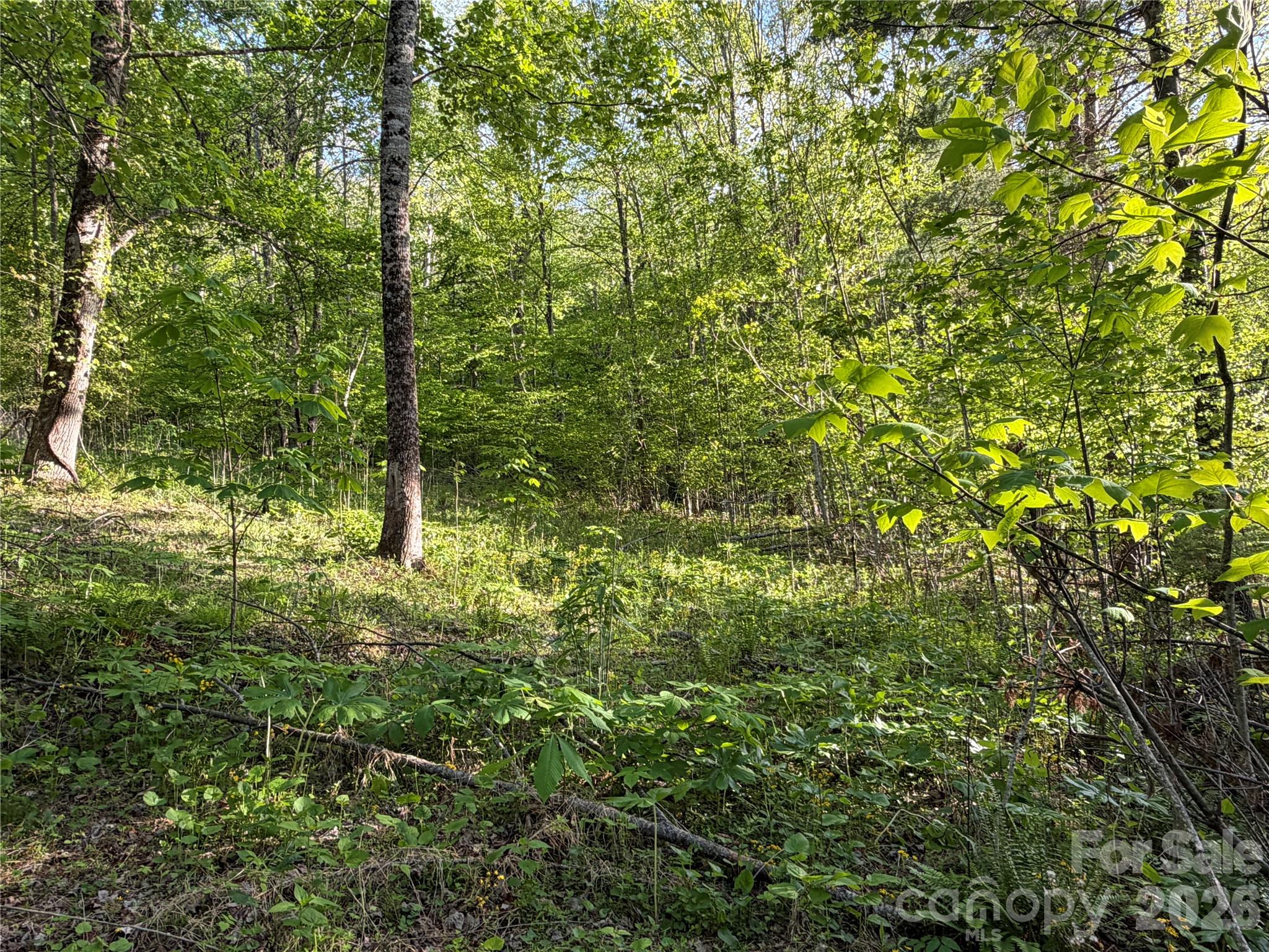 The Orchard of Greene Cove - Land