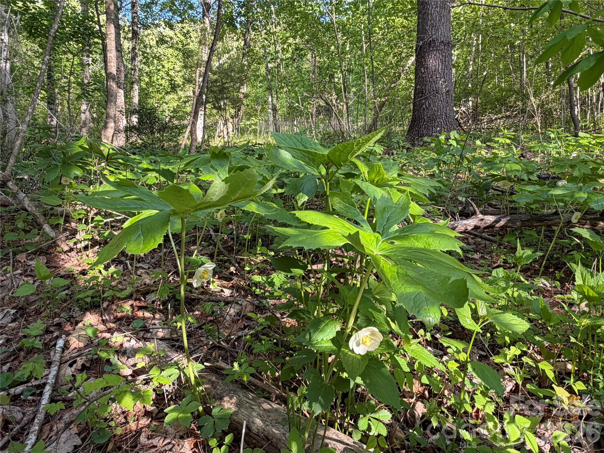 The Orchard of Greene Cove - Land