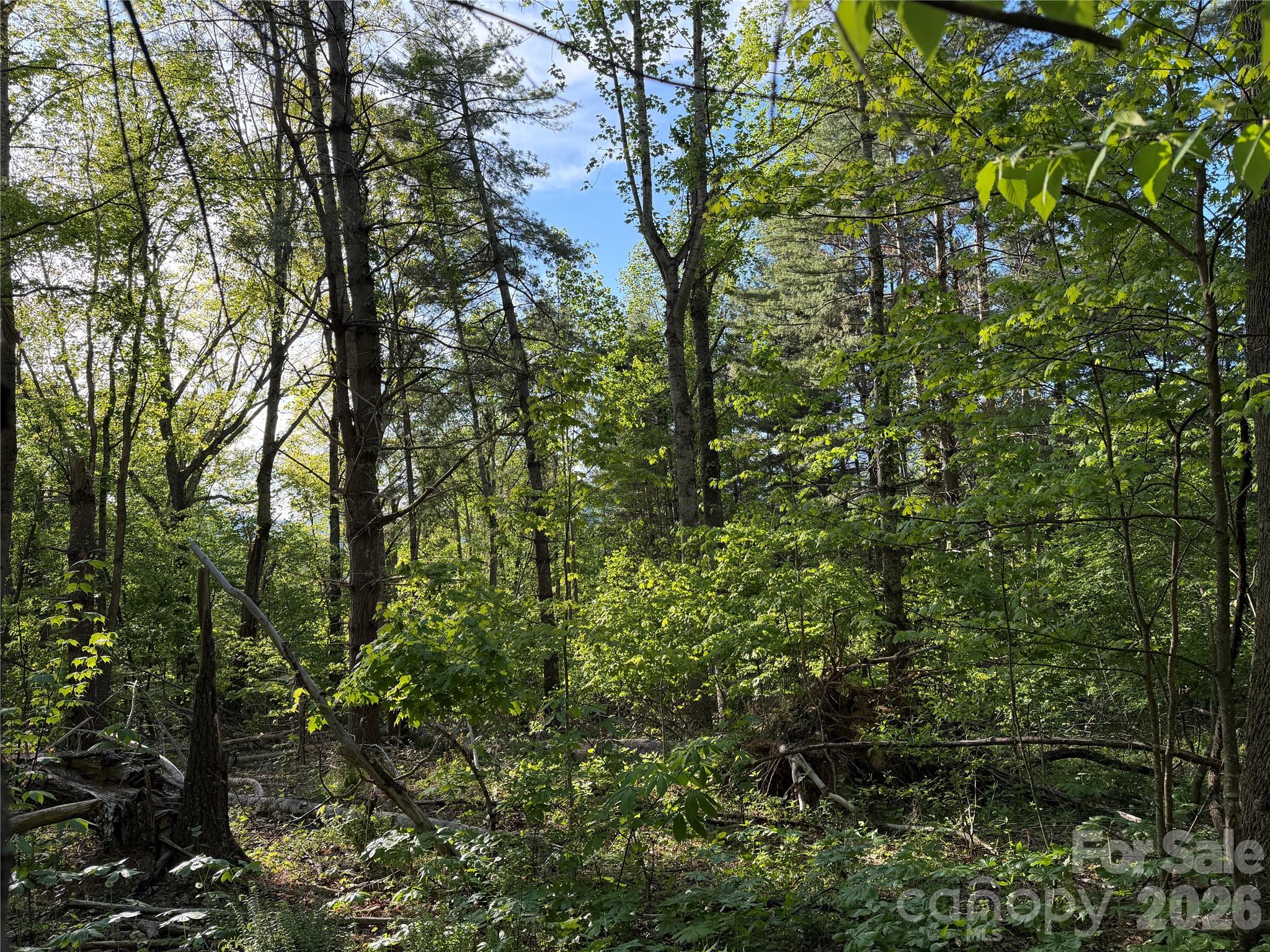 The Orchard of Greene Cove - Land