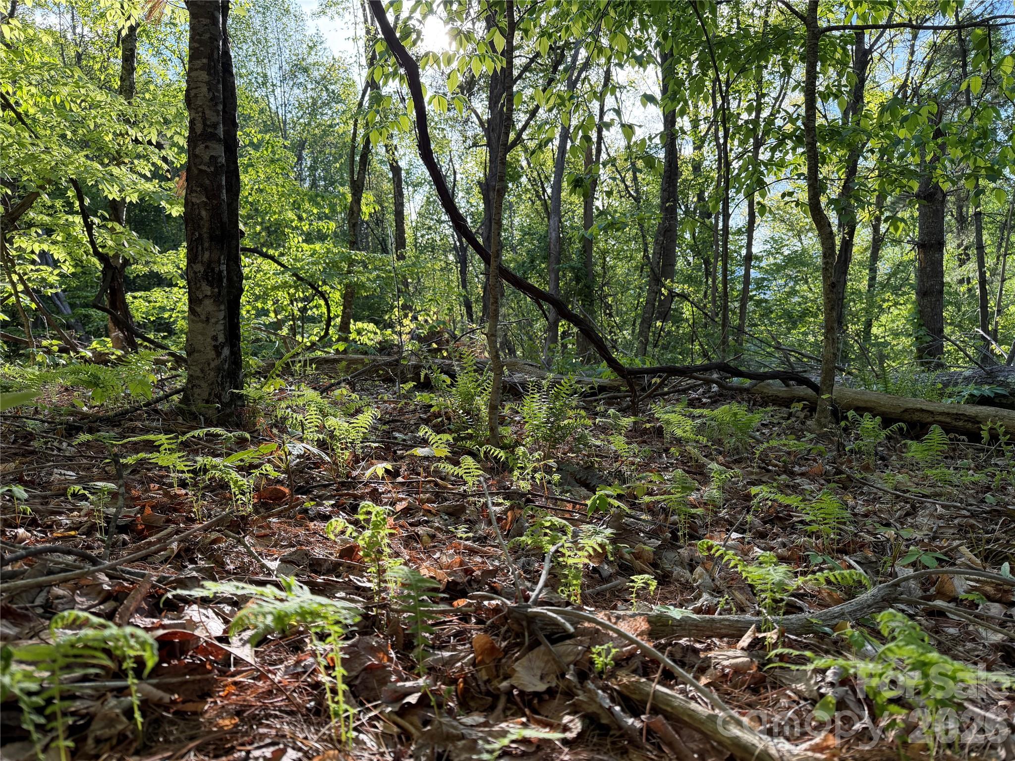 The Orchard of Greene Cove - Land