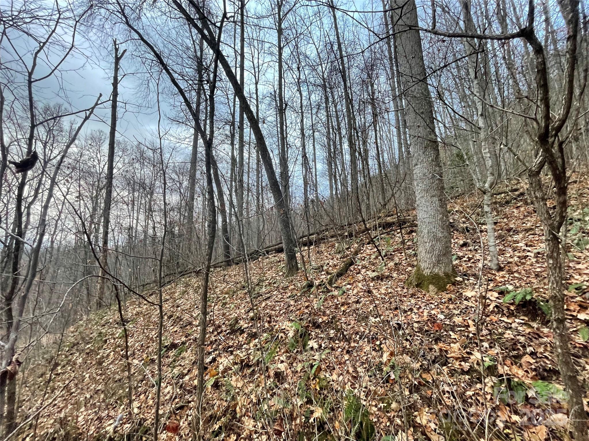 Black Bear Falls - Land