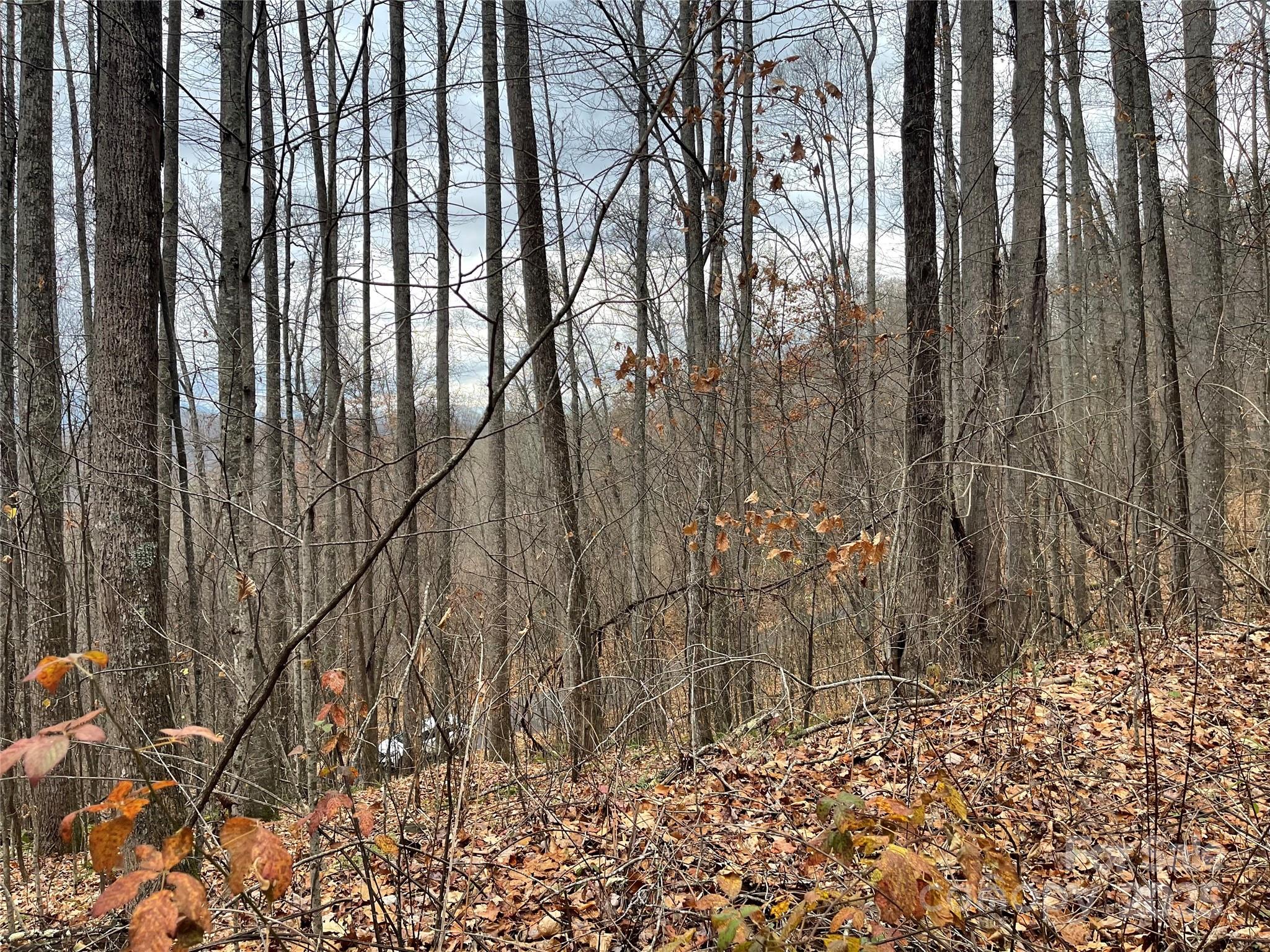 Black Bear Falls - Land