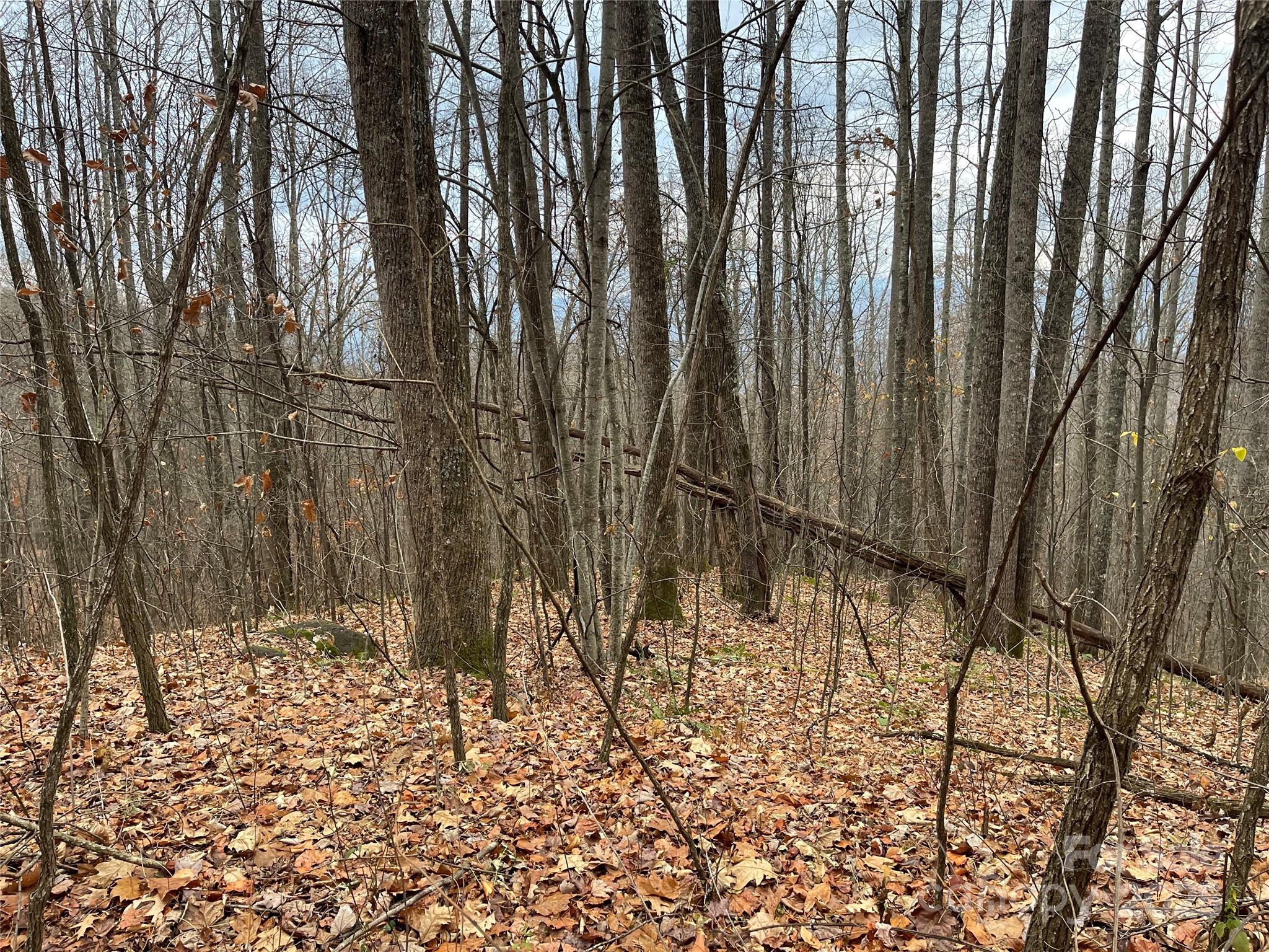 Black Bear Falls - Land