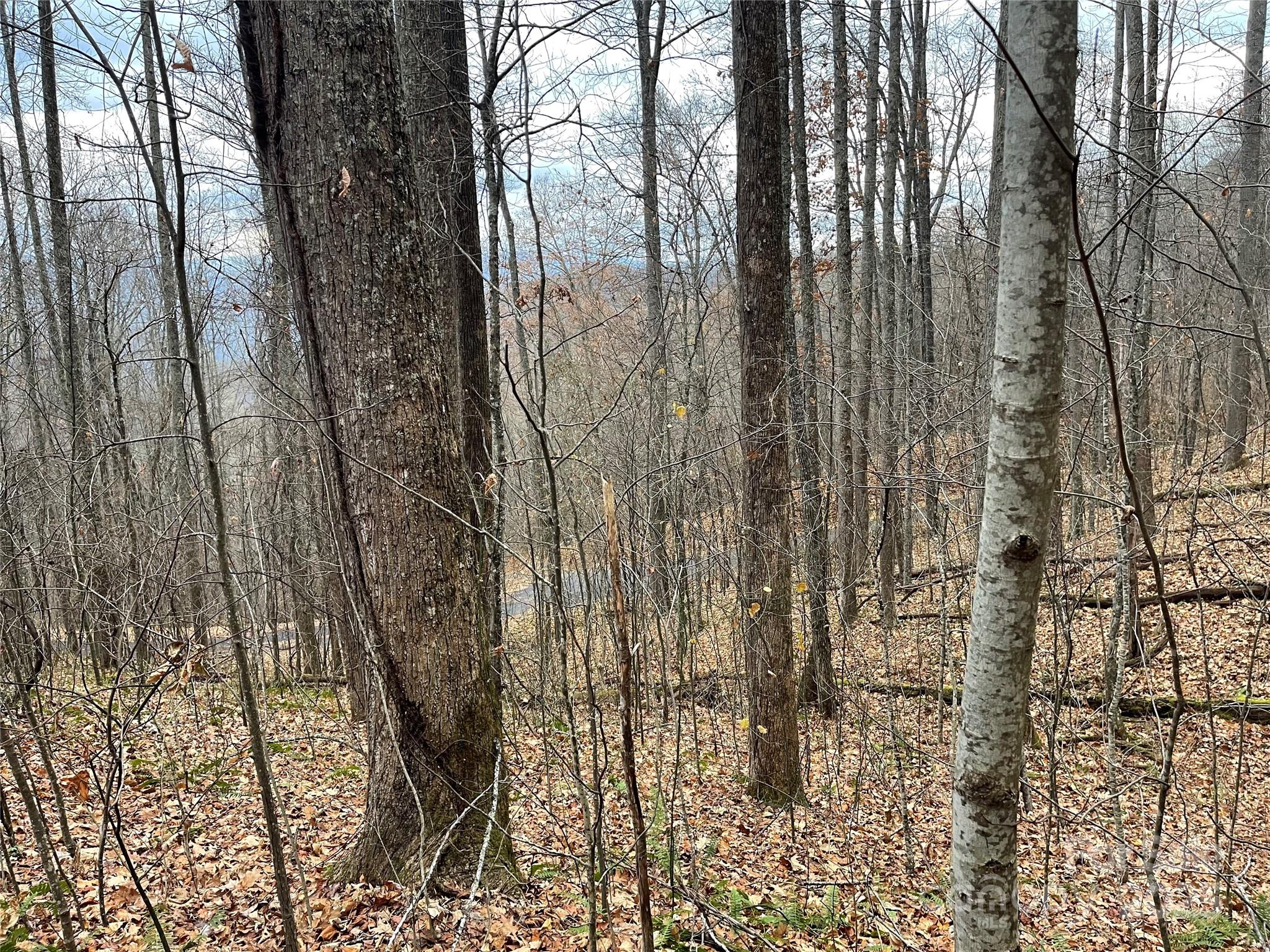 Black Bear Falls - Land