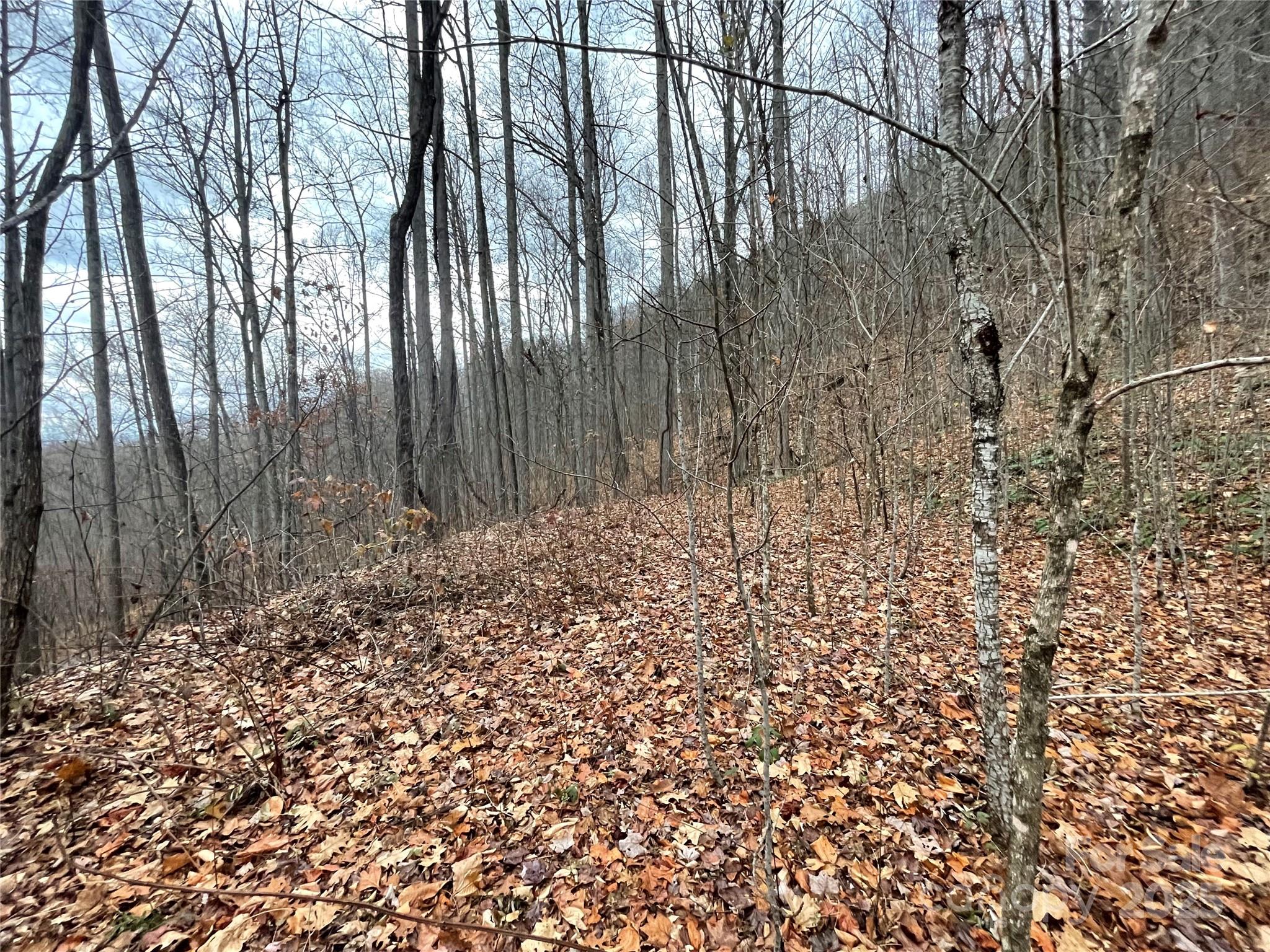 Black Bear Falls - Land