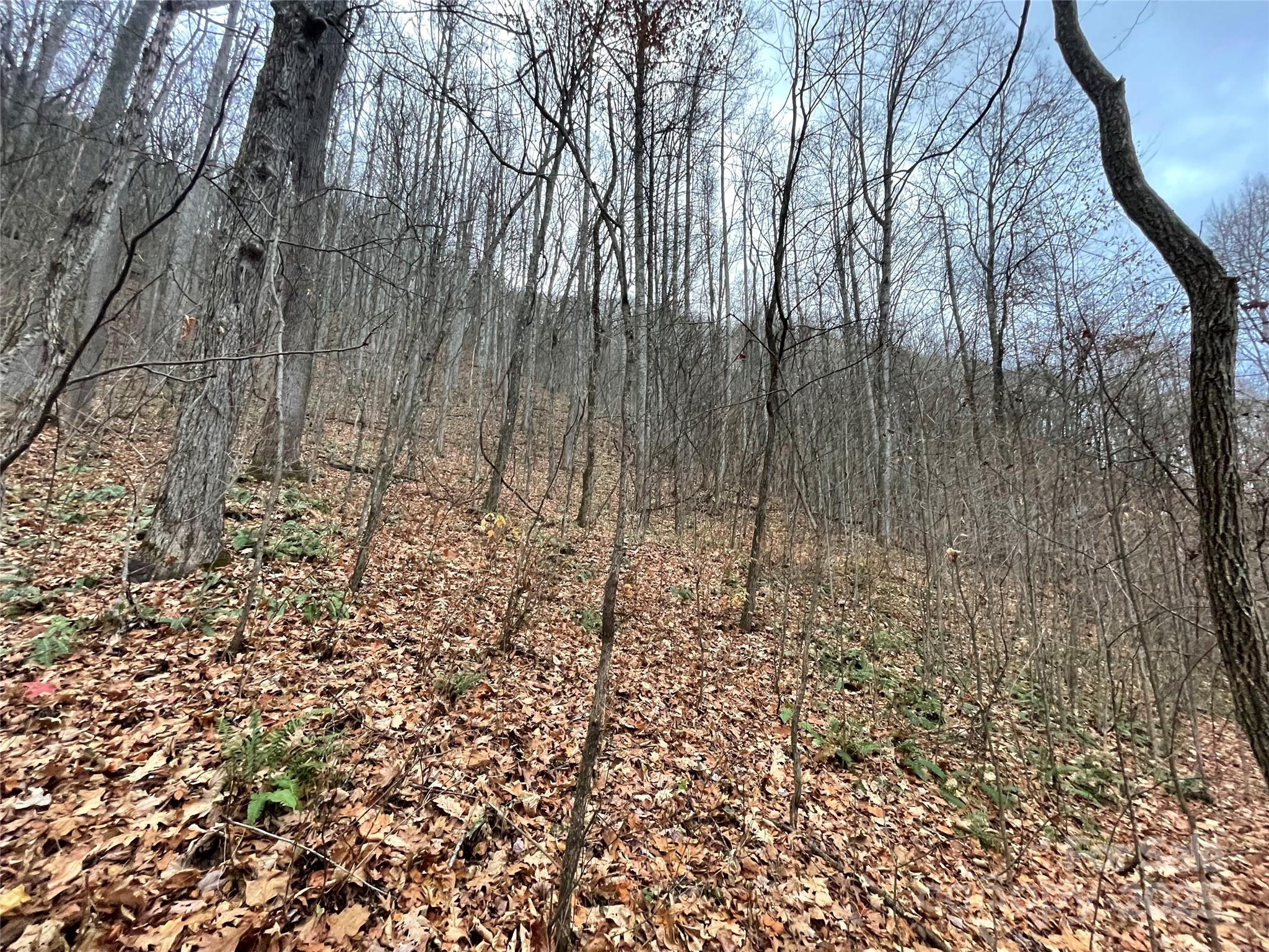 Black Bear Falls - Land