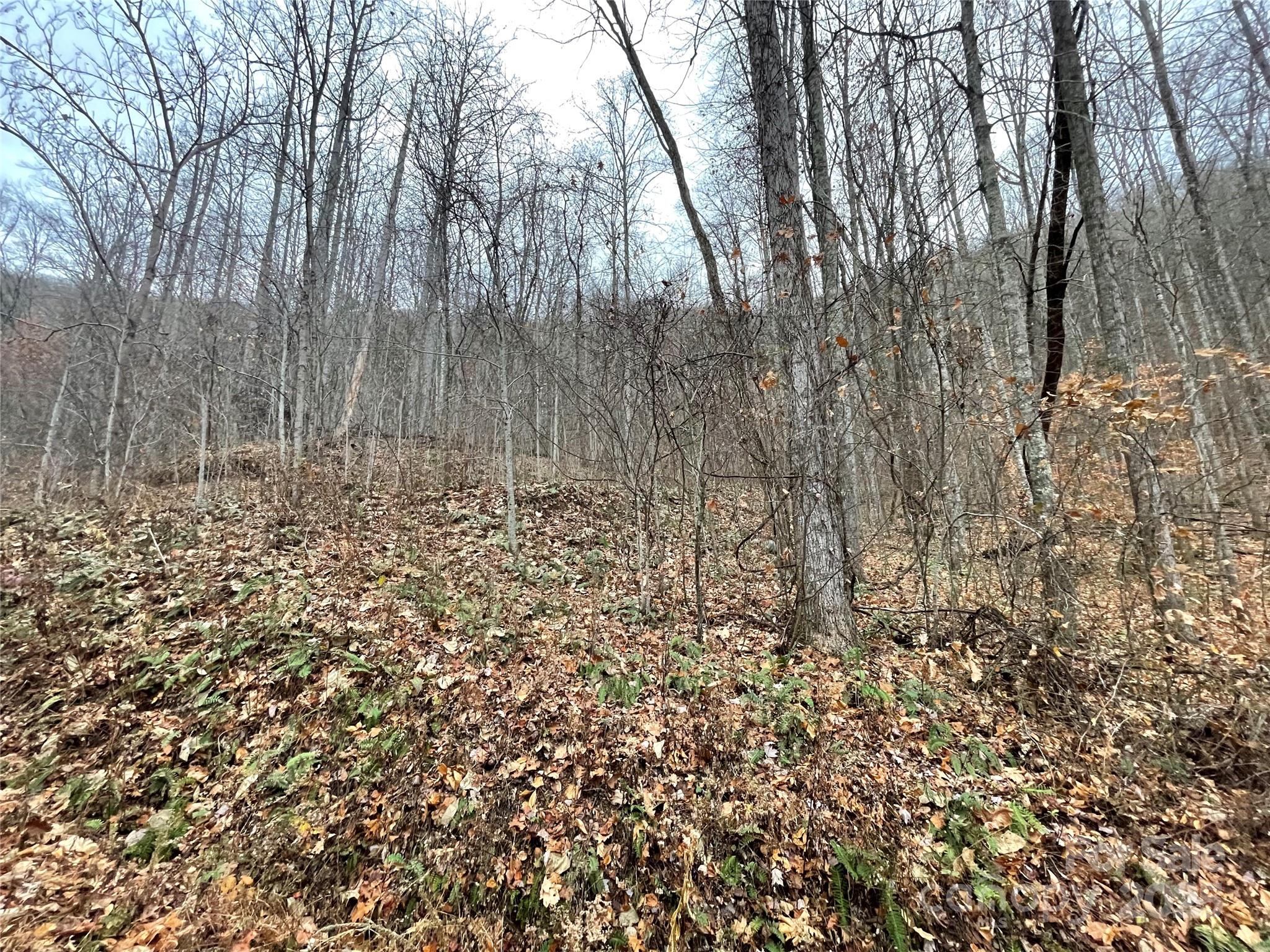 Black Bear Falls - Land