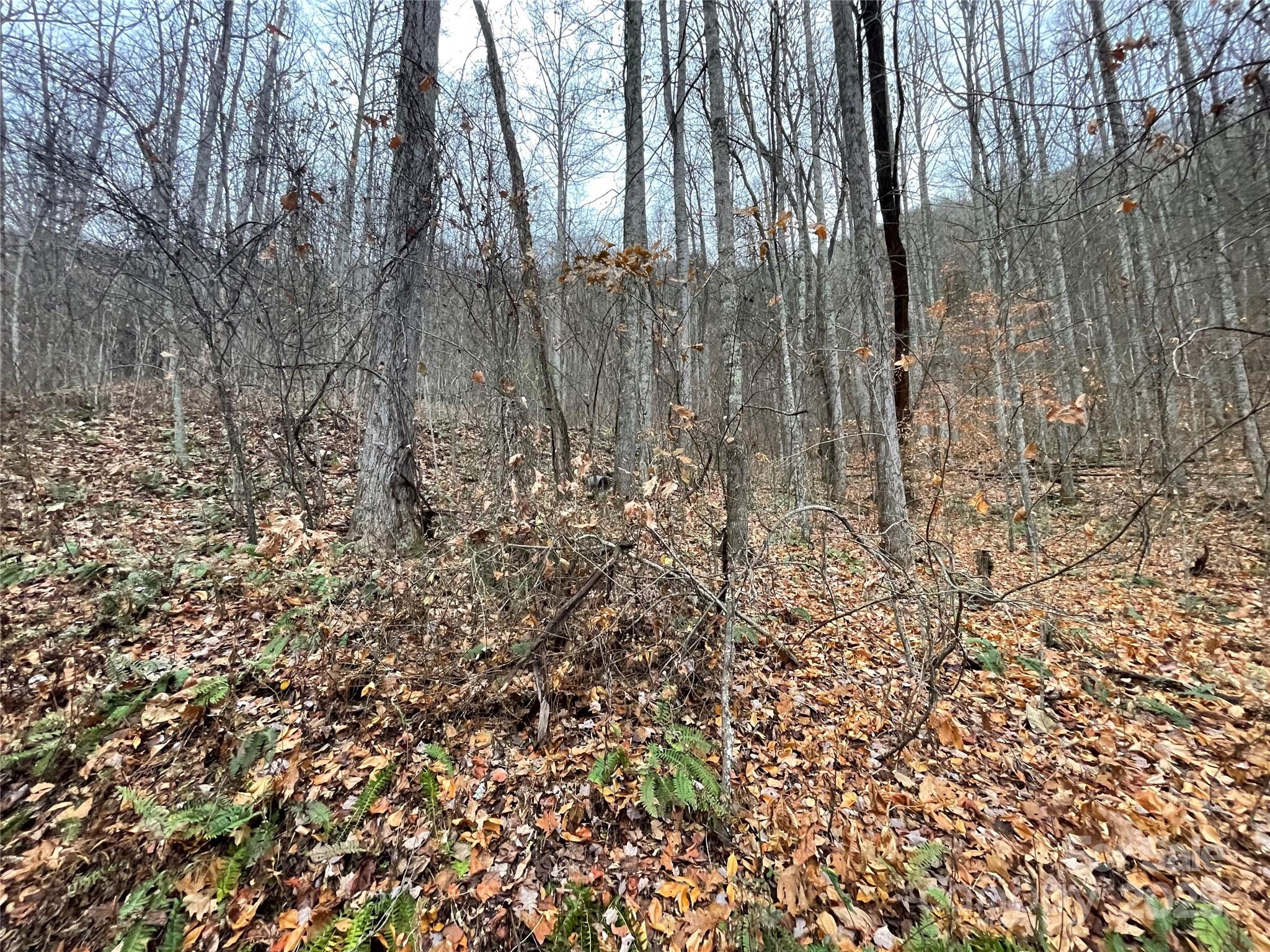 Black Bear Falls - Land