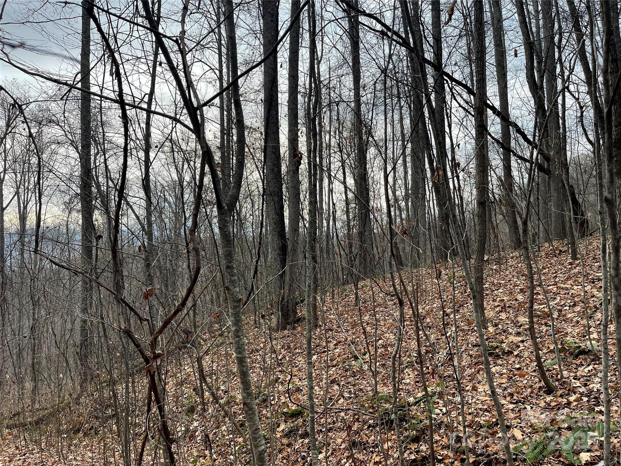 Black Bear Falls - Land