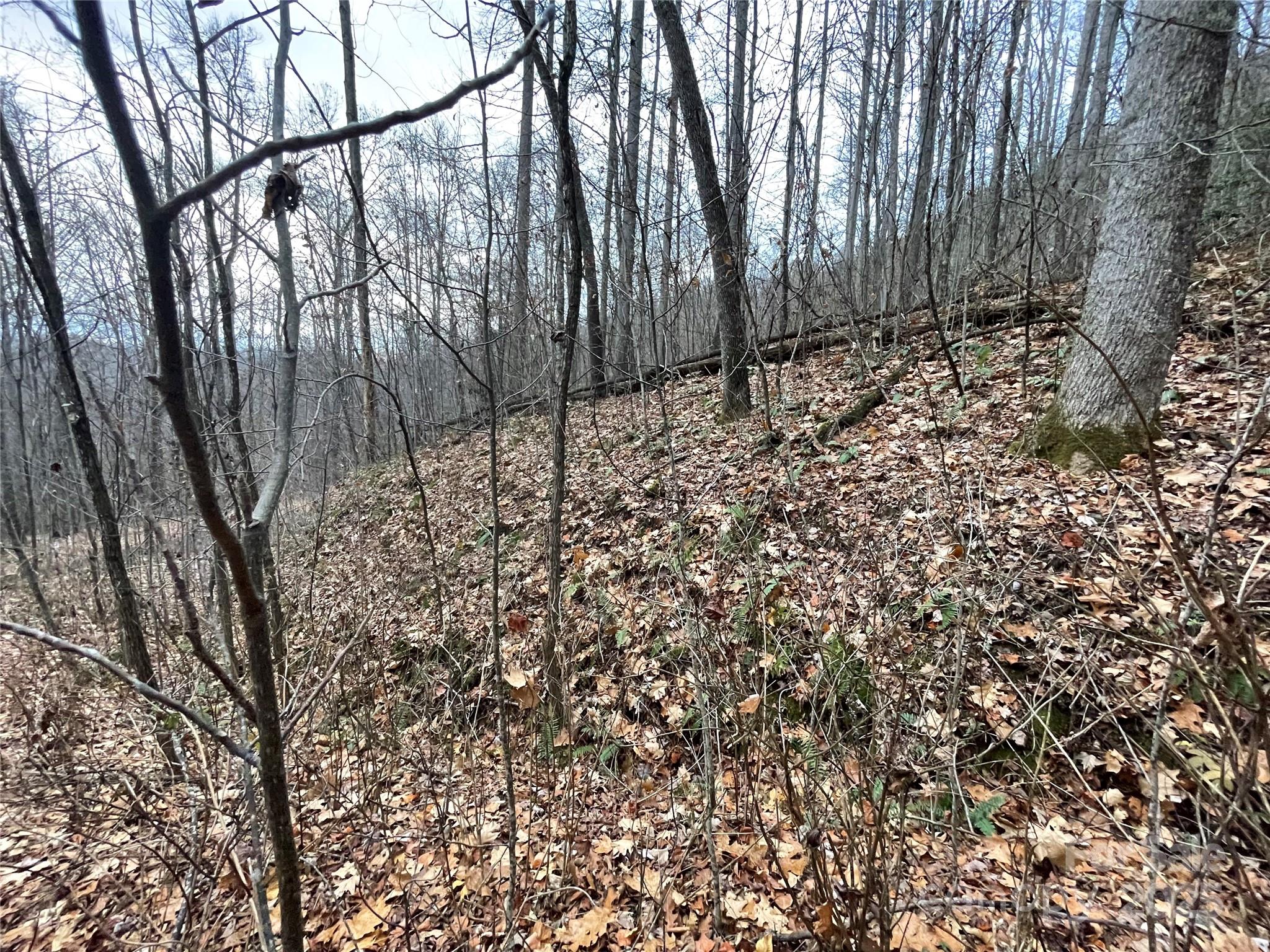 Black Bear Falls - Land