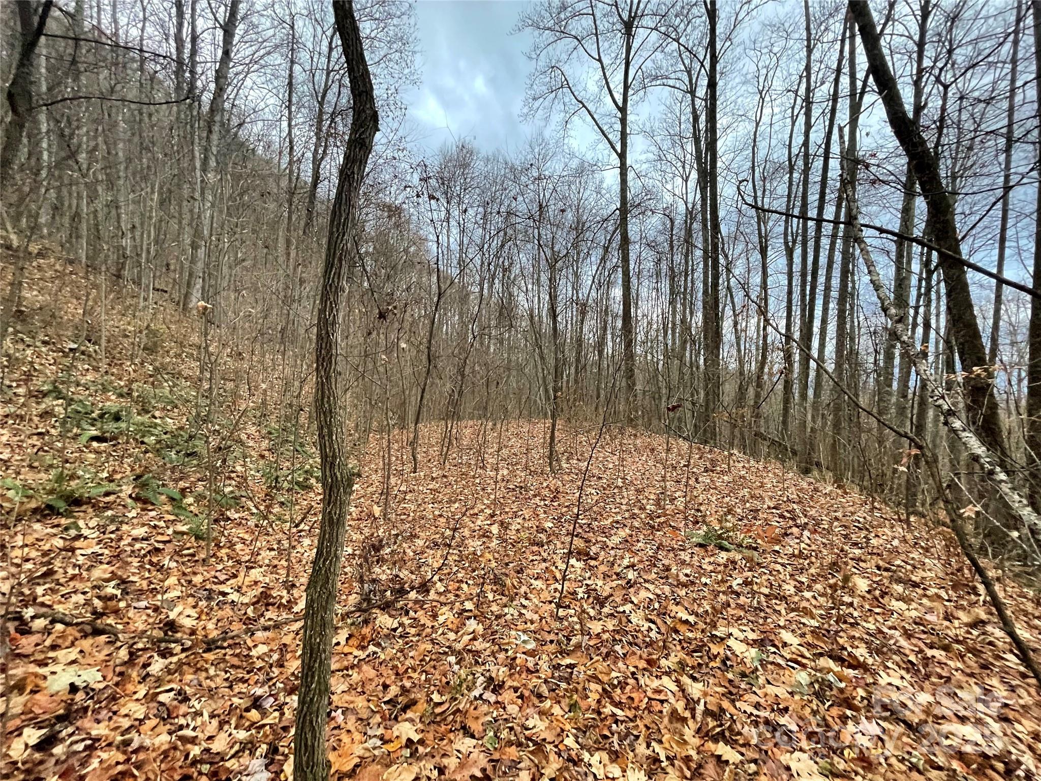 Black Bear Falls - Land