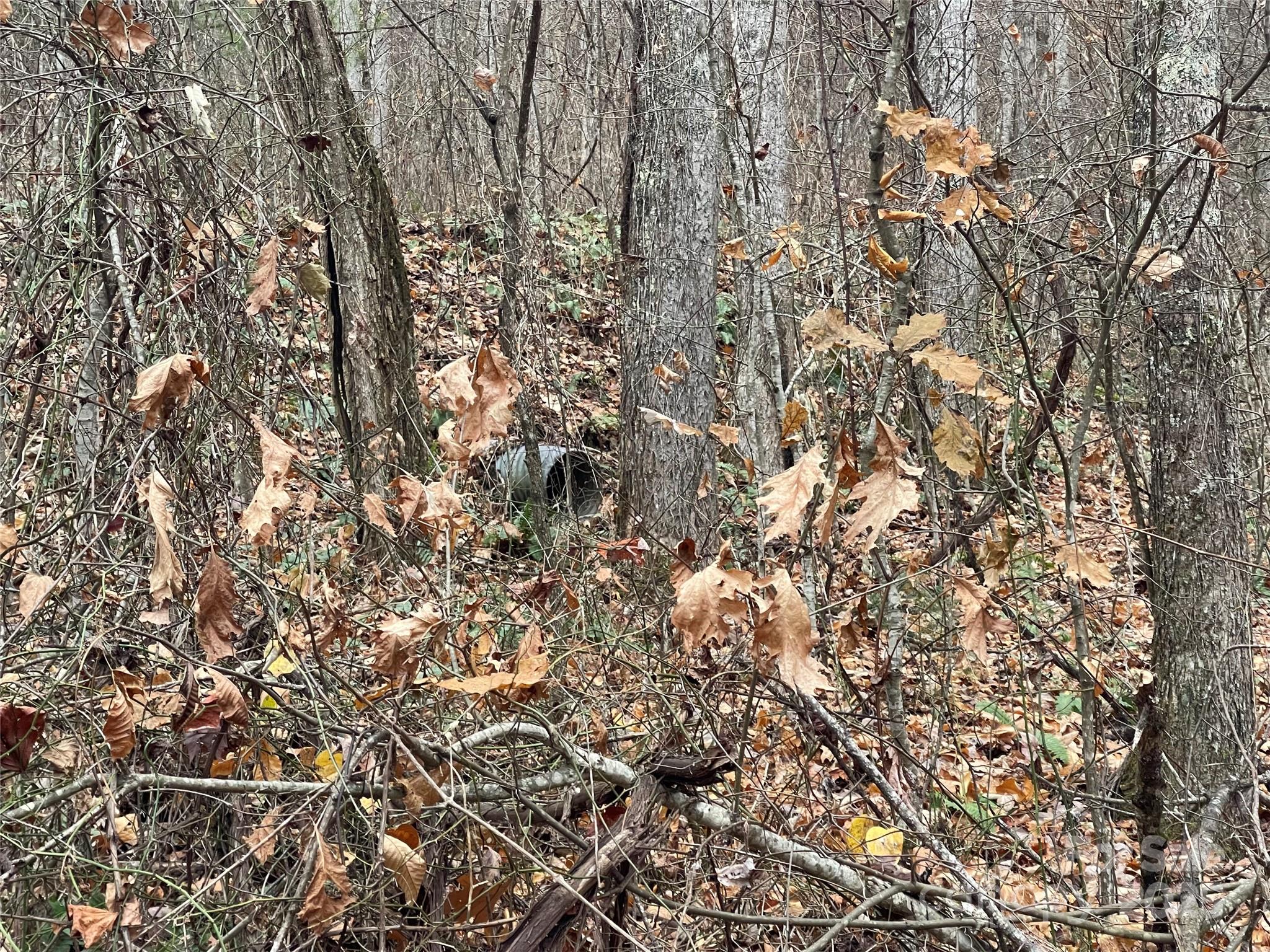 Black Bear Falls - Land