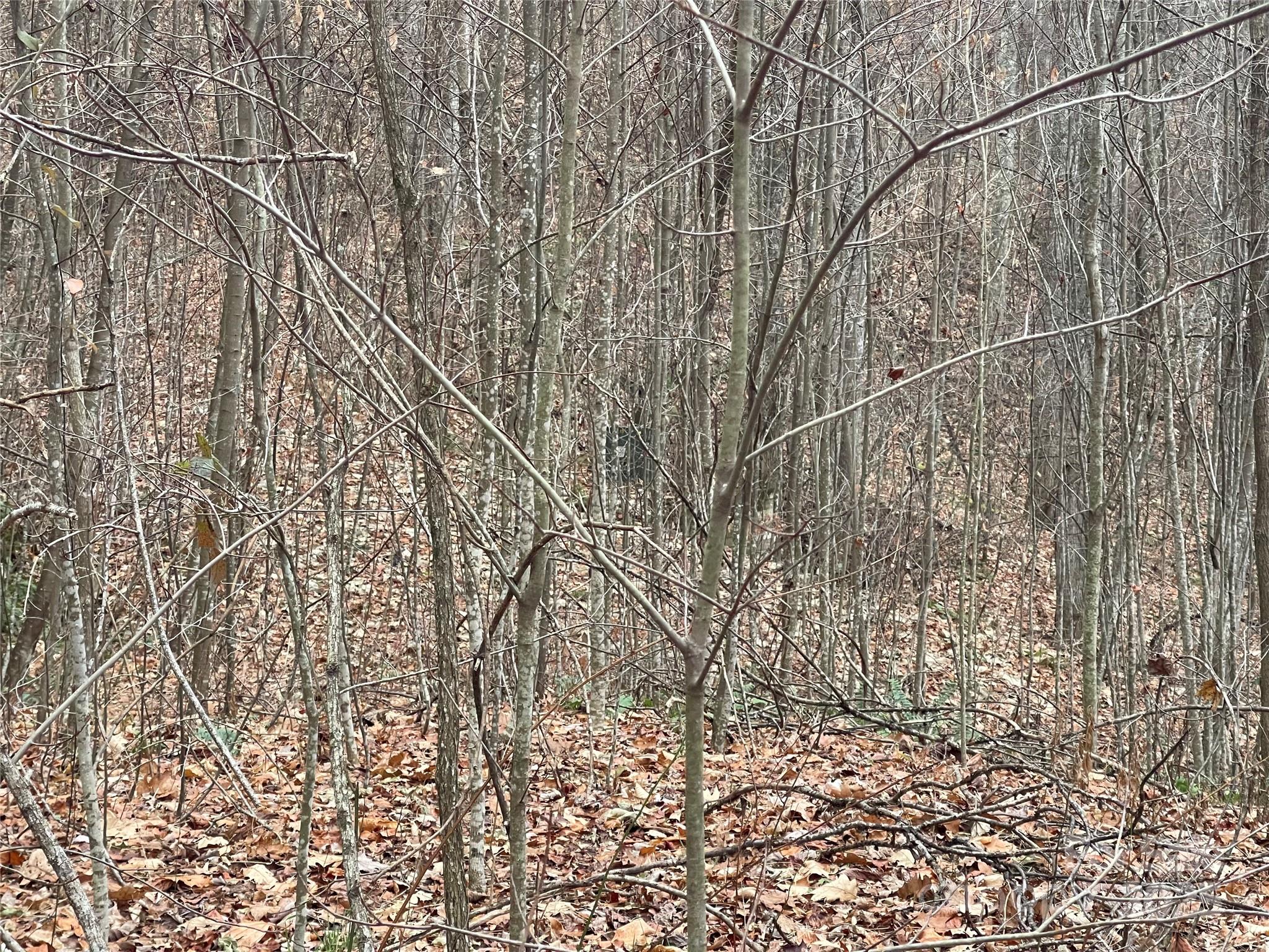 Black Bear Falls - Land