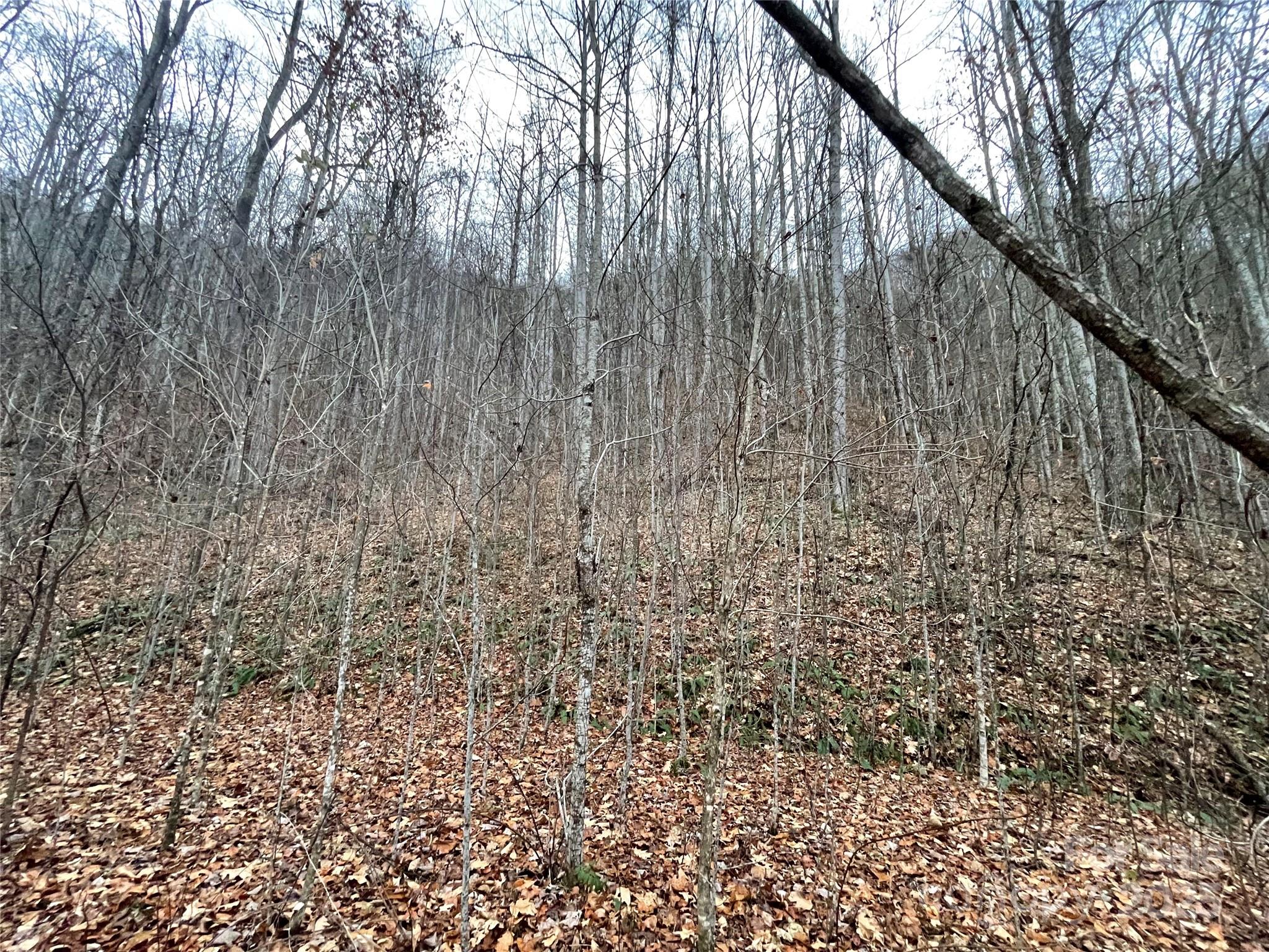 Black Bear Falls - Land