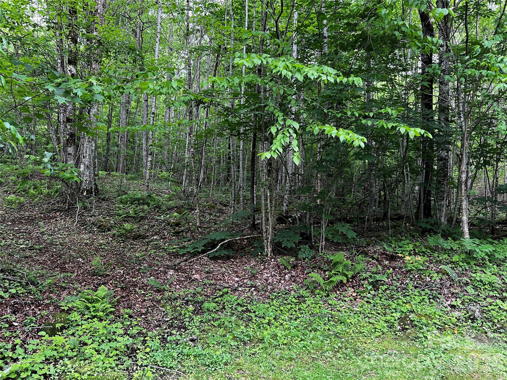 The Preserve at Wolf Laurel - Land