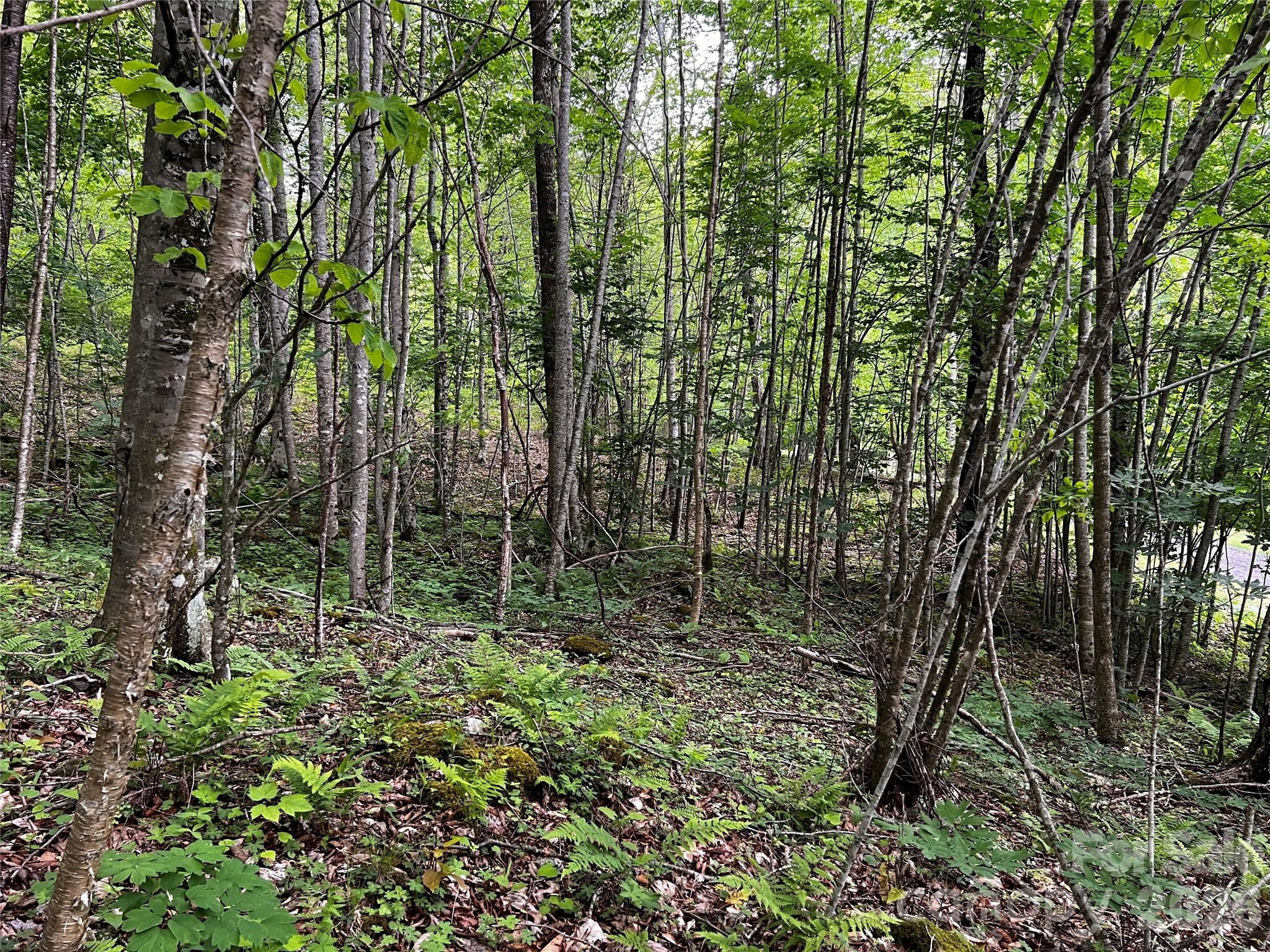 The Preserve at Wolf Laurel - Land
