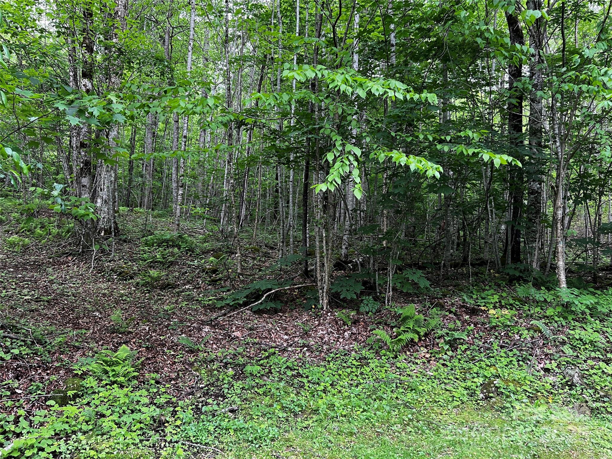 The Preserve at Wolf Laurel - Land