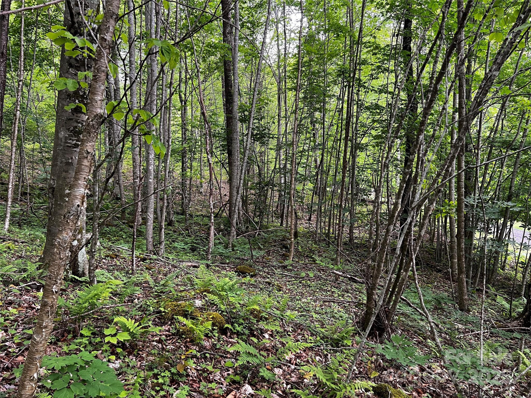 The Preserve at Wolf Laurel - Land
