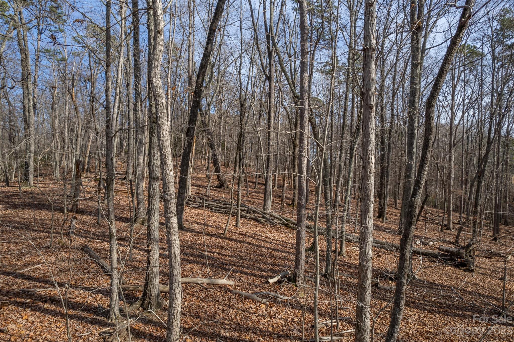 Snaffles - Land