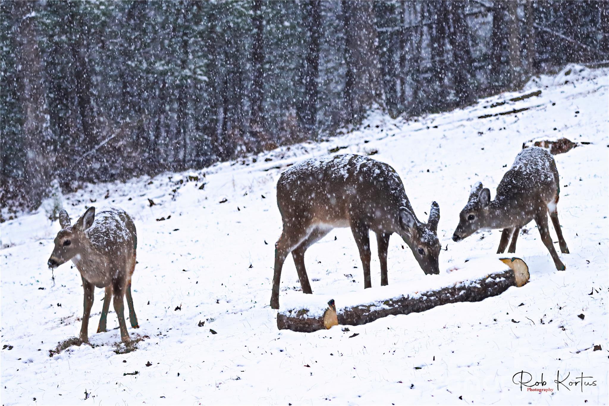 The Coves Mountain River Club - Residential