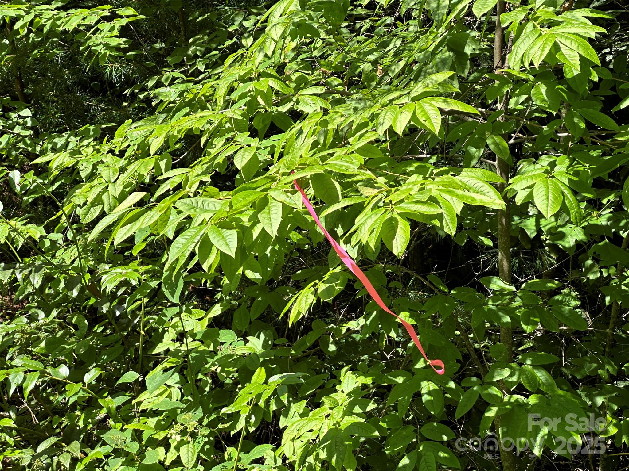 Round Mountain Falls - Land