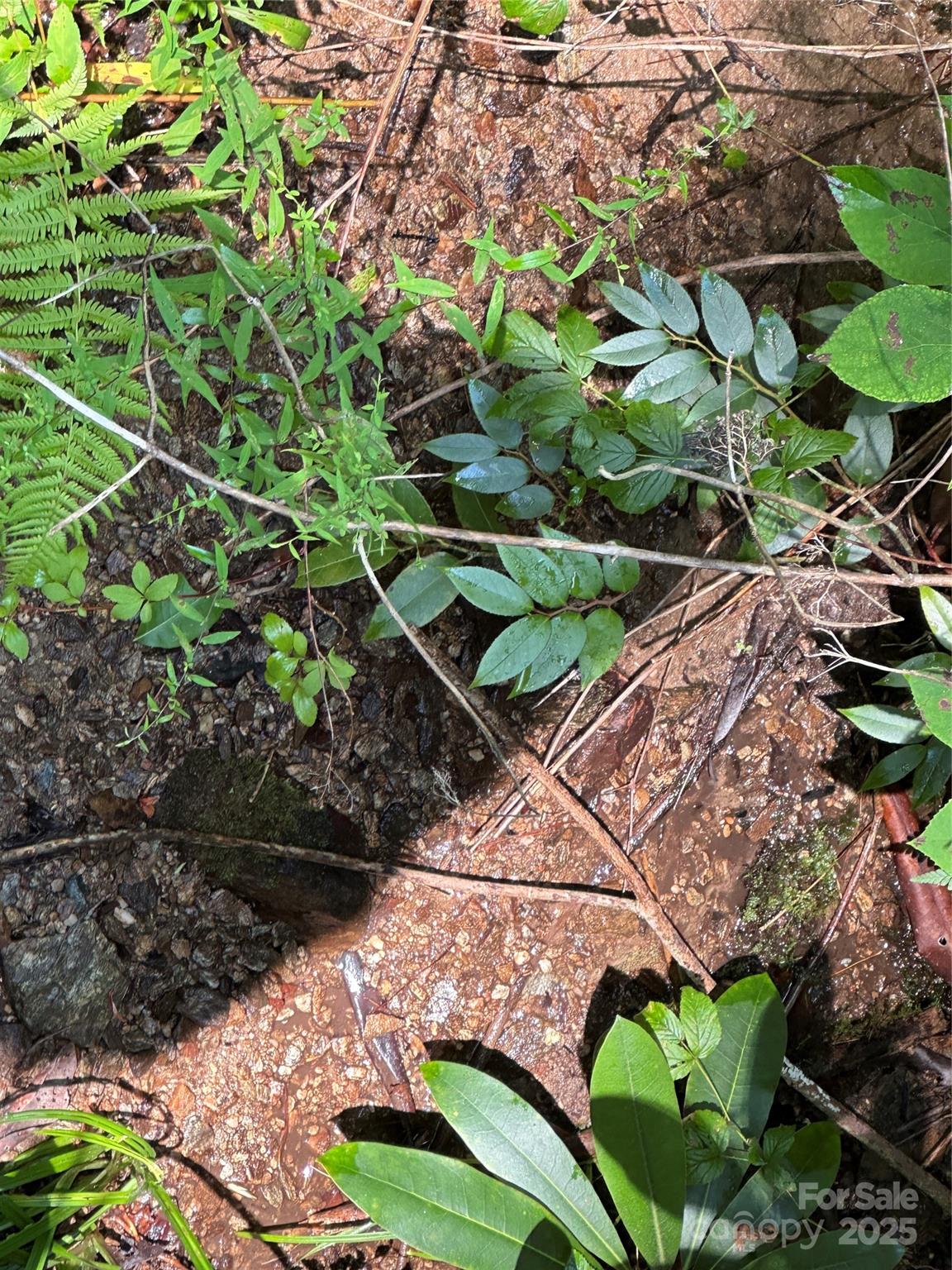 Round Mountain Falls - Land