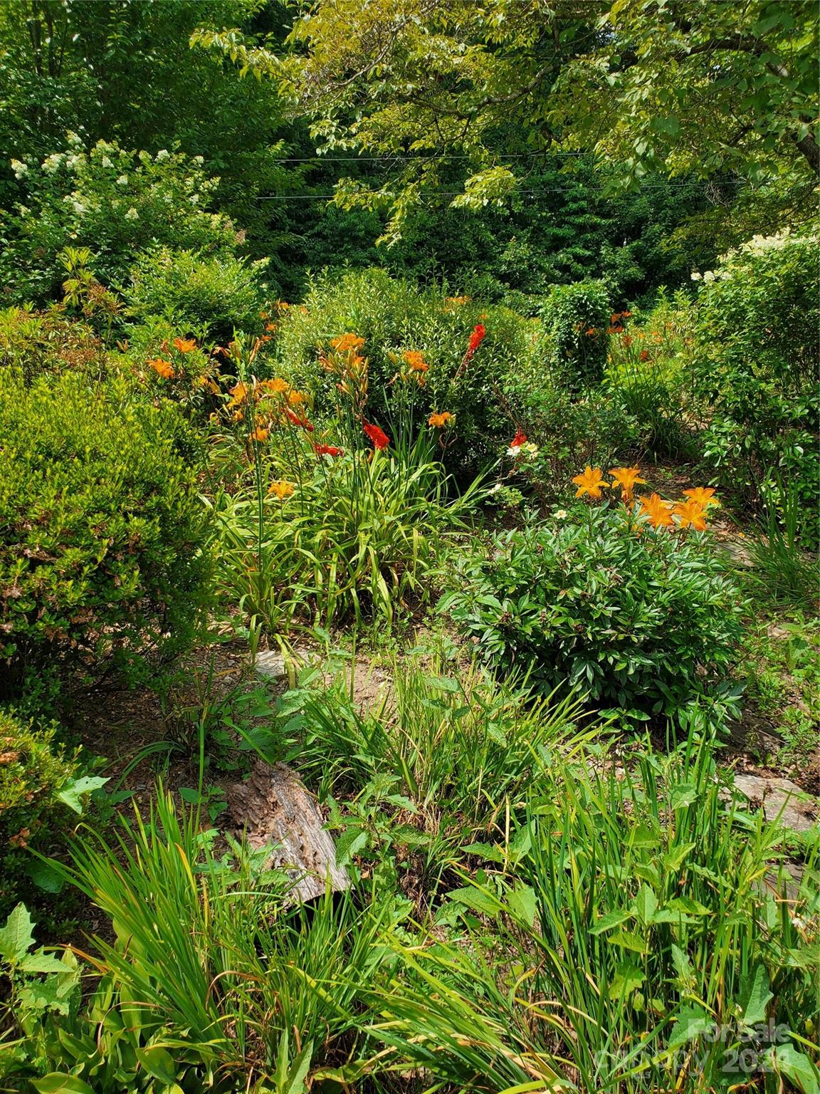 Kanuga Pines - Residential