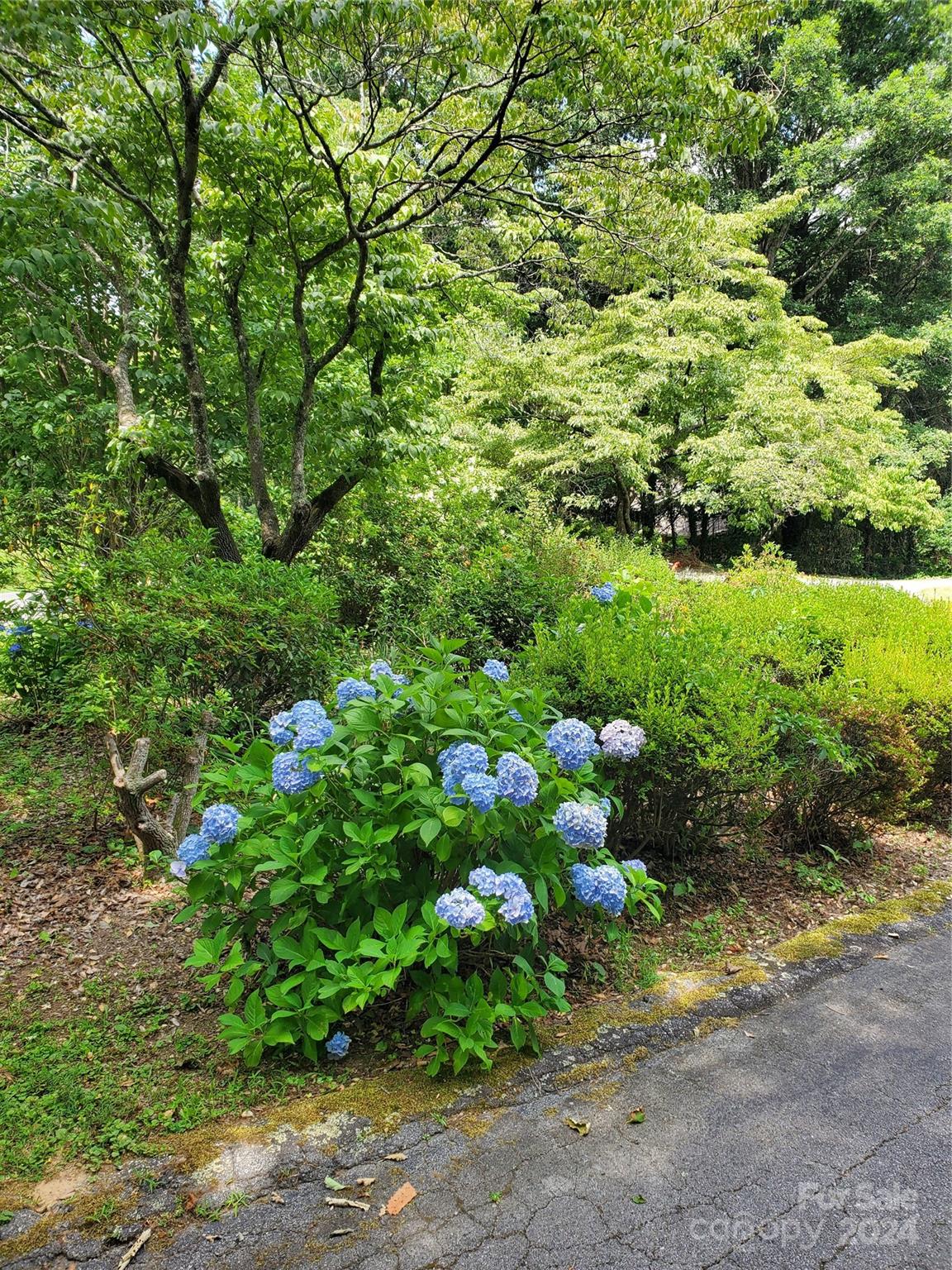Kanuga Pines - Residential
