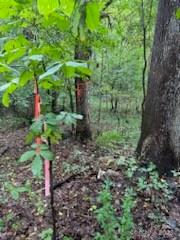 Hemphill Heights - Land