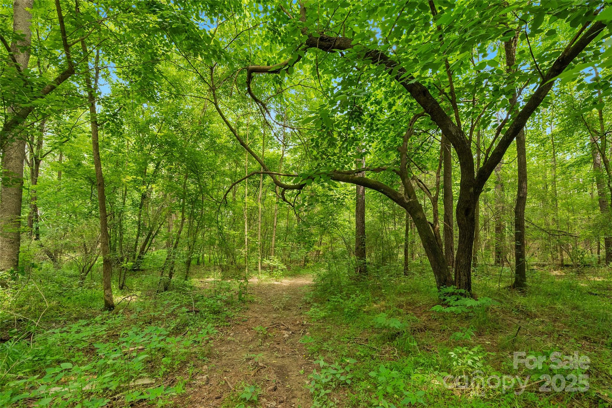 0000 Lucy Short Cut Road 5