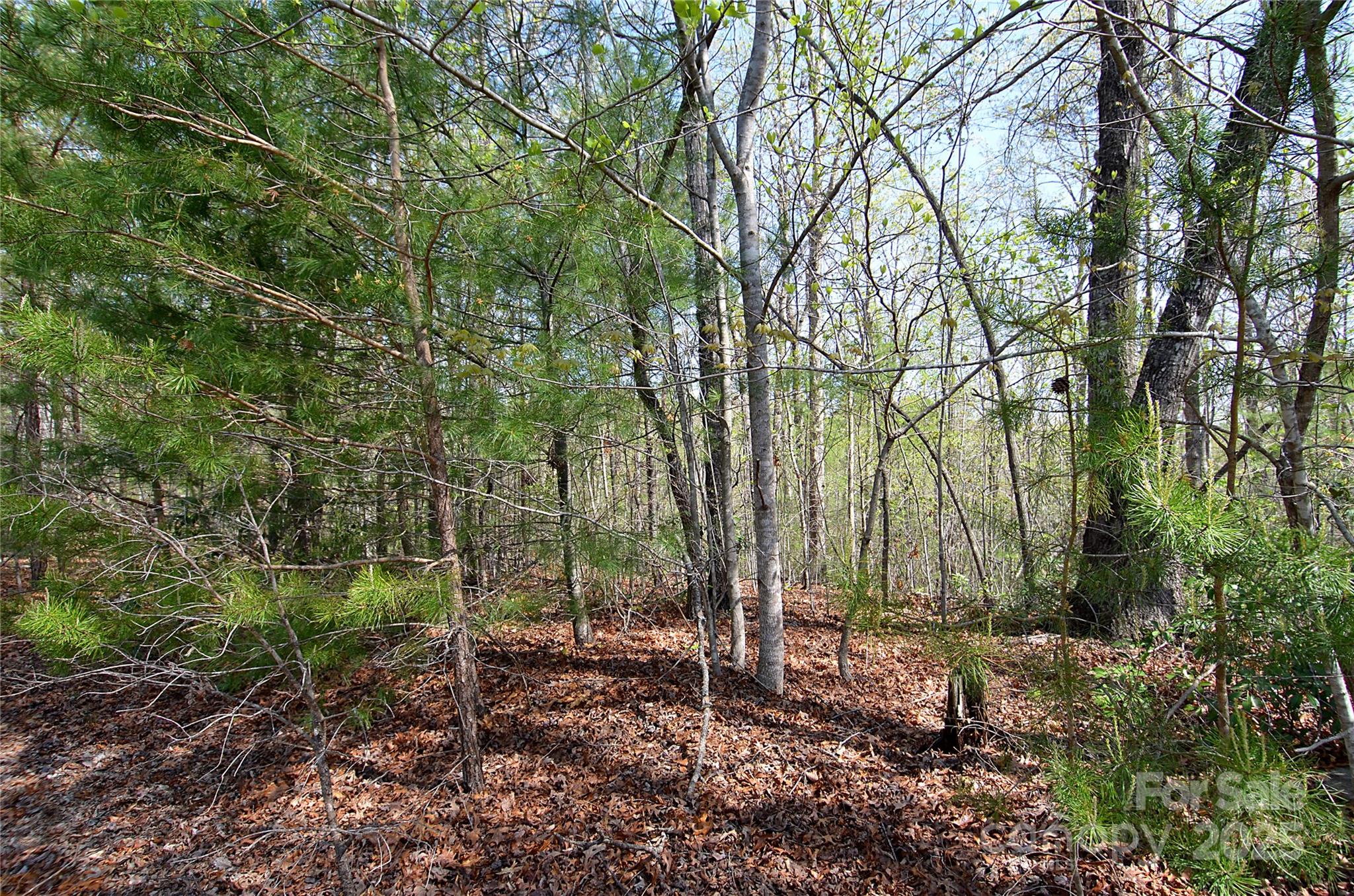 00 Forest Country Drive 48