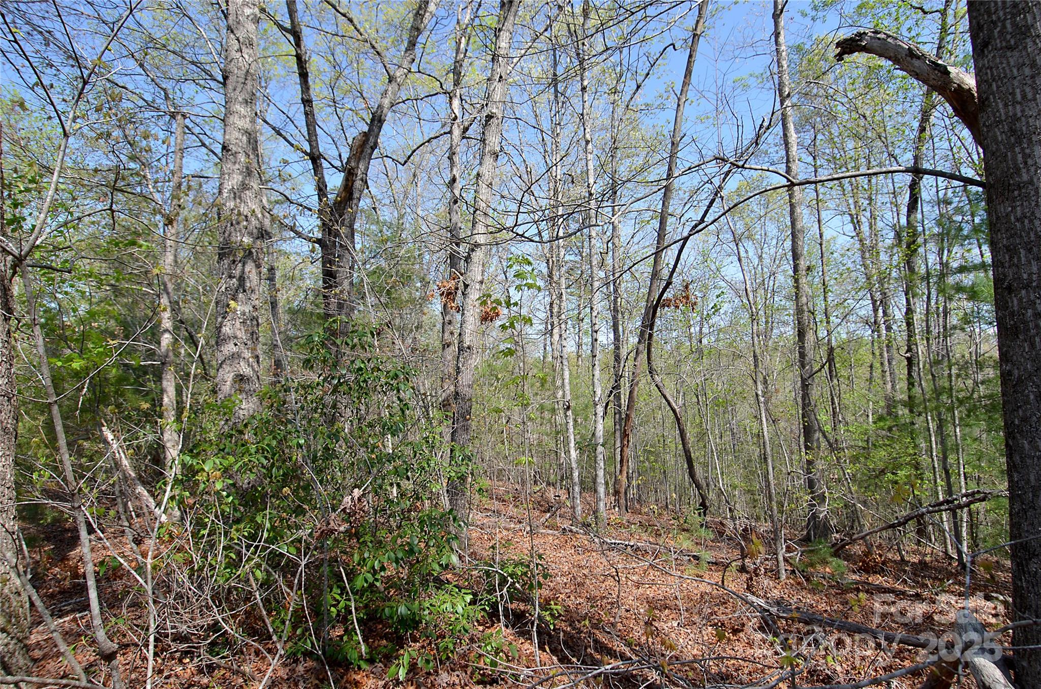 00 Forest Country Drive 48