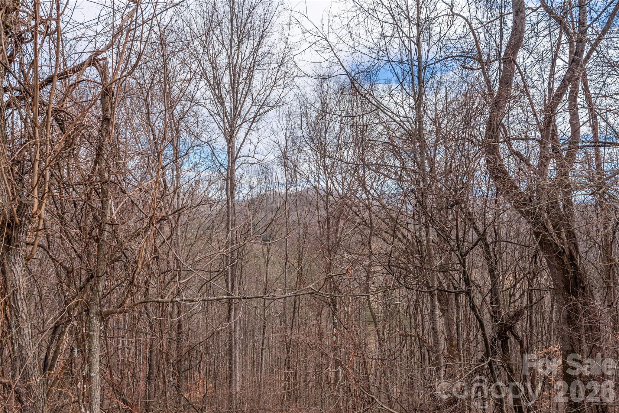 Hills Of Cataloochee - Land