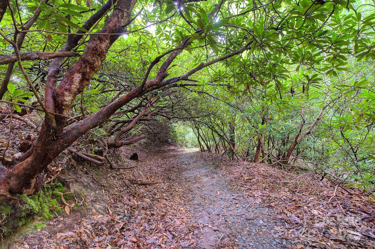 Pisgah Forest Farms - Residential