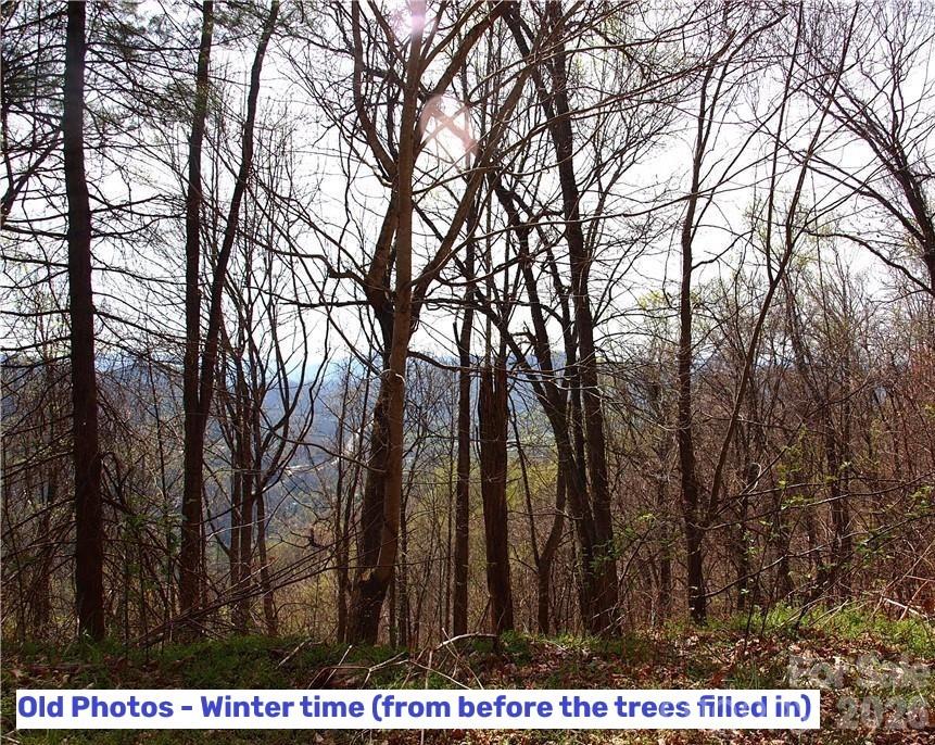 1000 Yonah Trail 7
