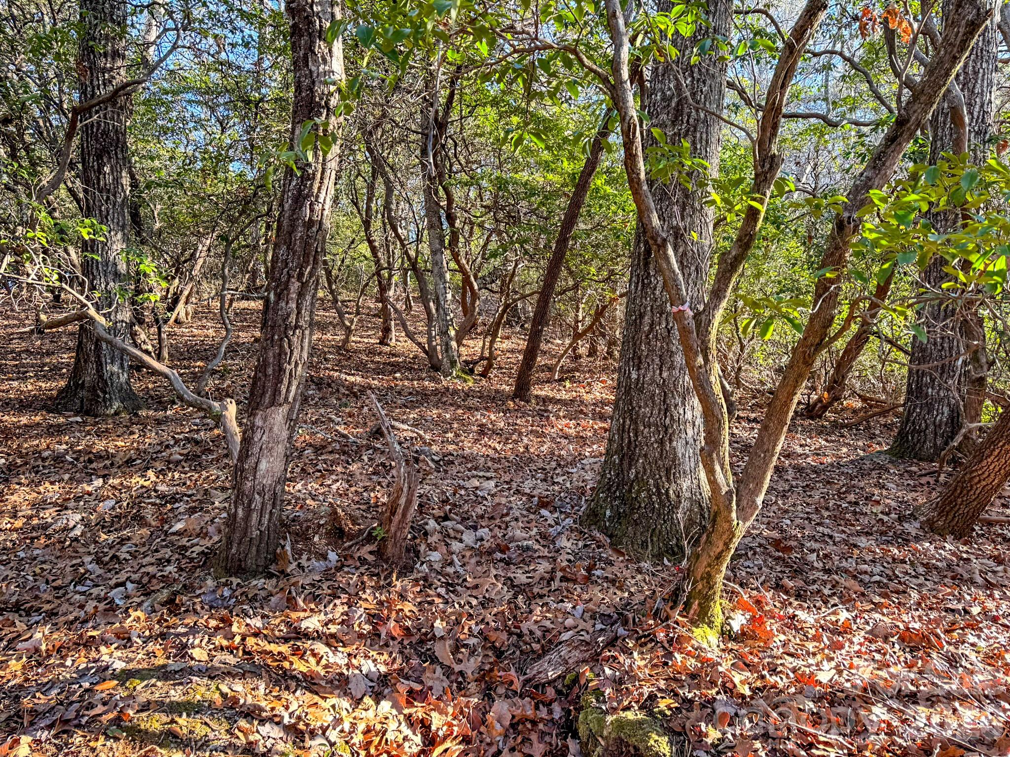 Homestead at Mills River - Land