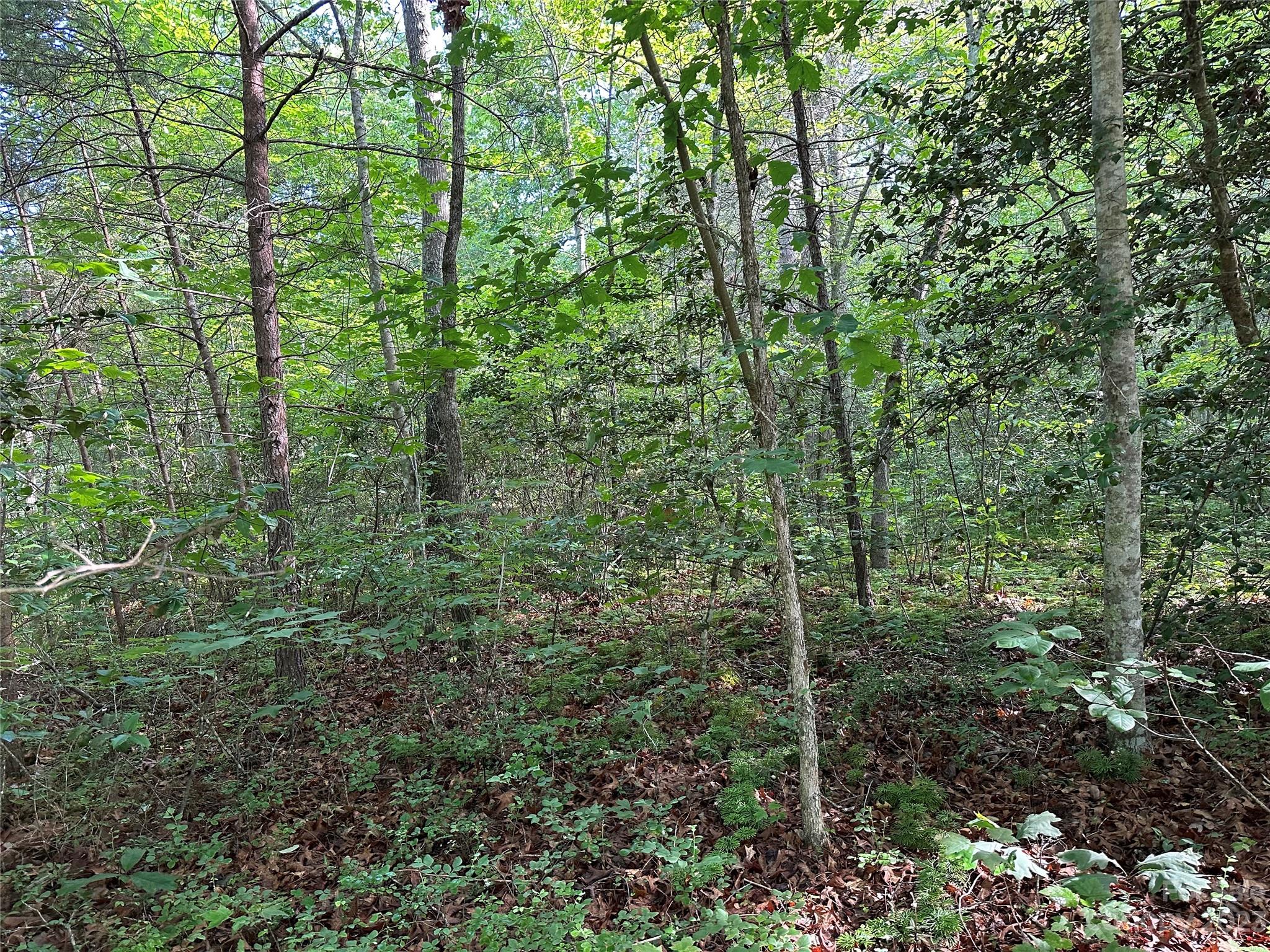 0 Grassy Knob Road 5