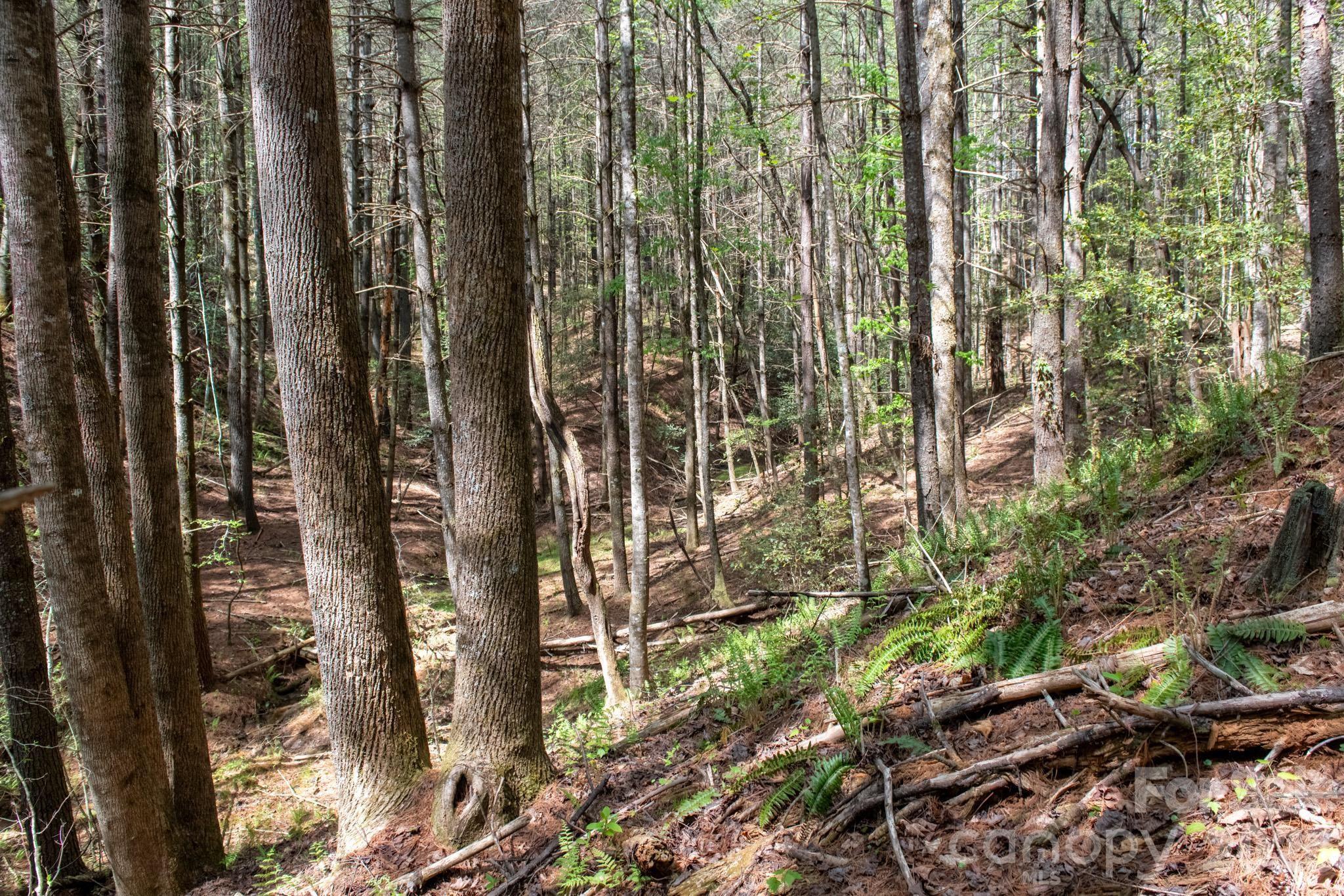 The Bluffs of Wilson Creek - Land