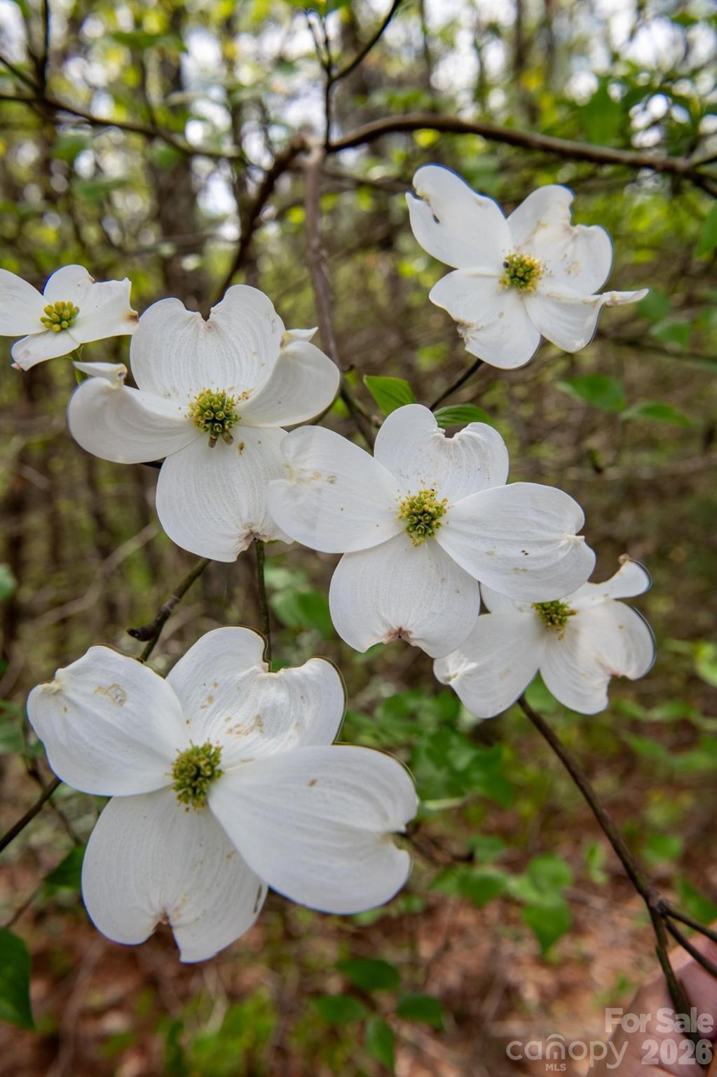 The Bluffs of Wilson Creek - Land