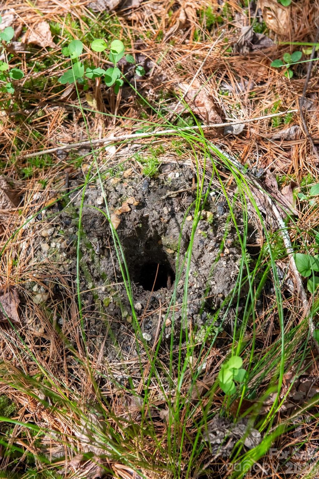 The Bluffs of Wilson Creek - Land