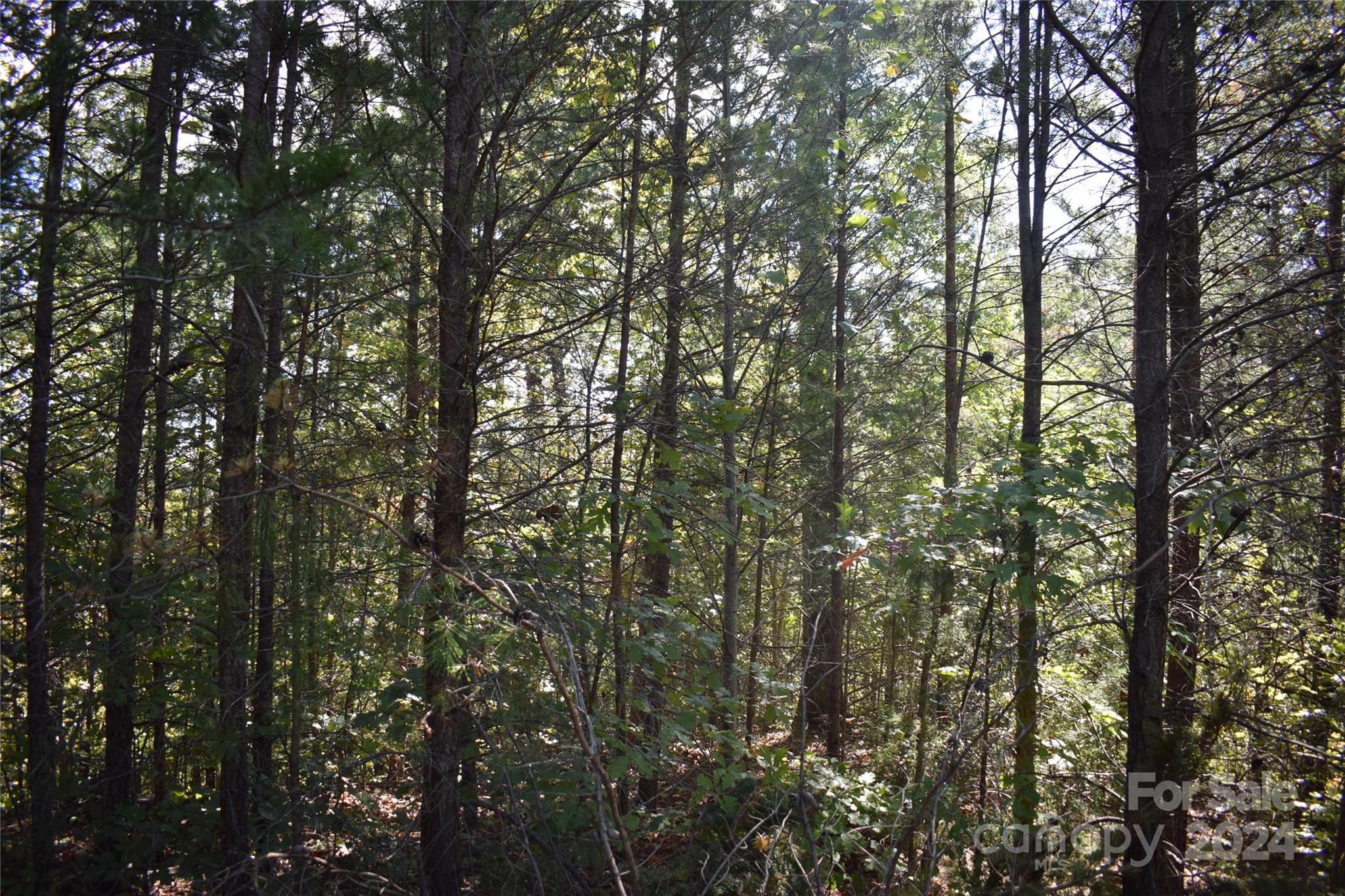 The Sanctuary of Tryon - Land