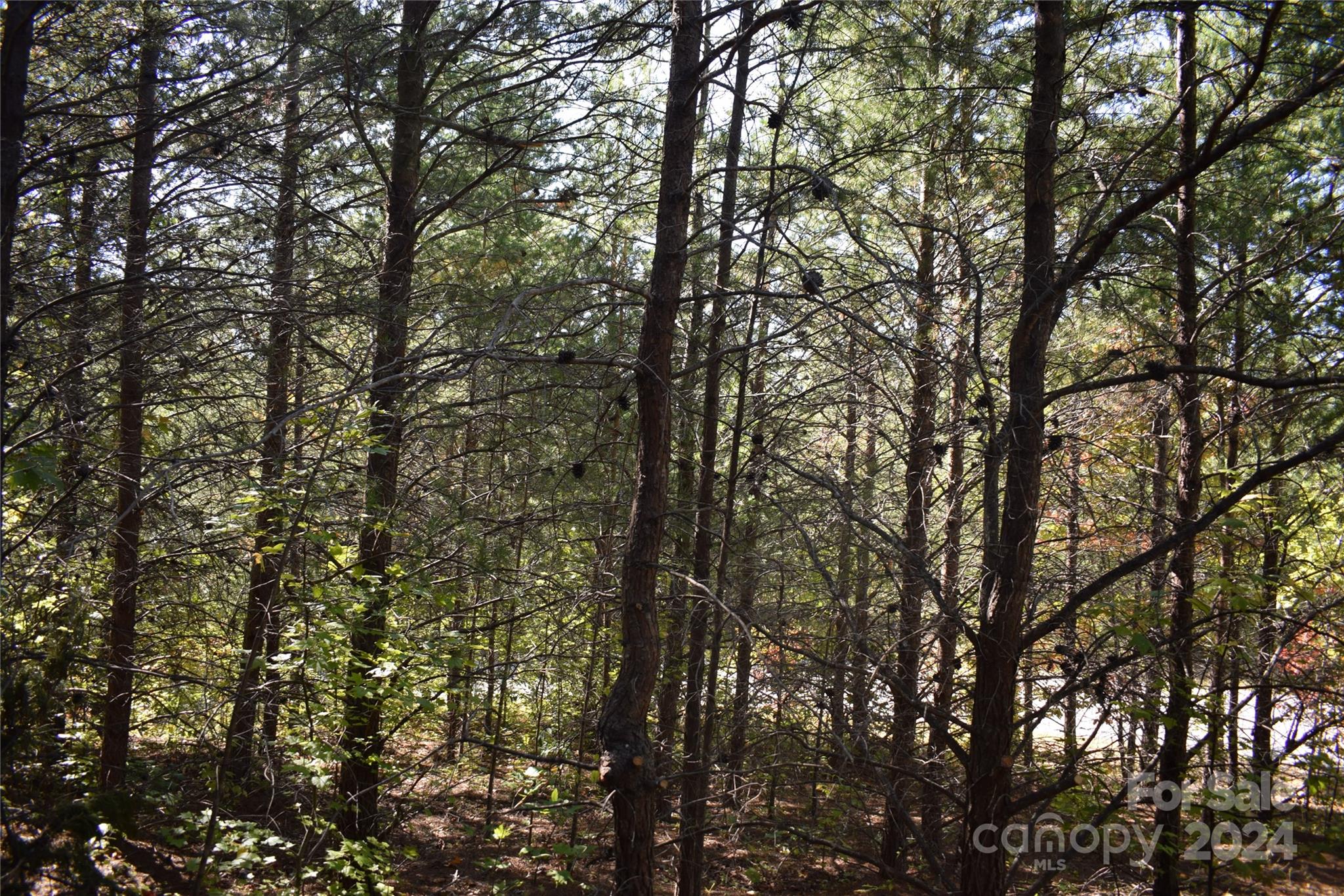 The Sanctuary of Tryon - Land