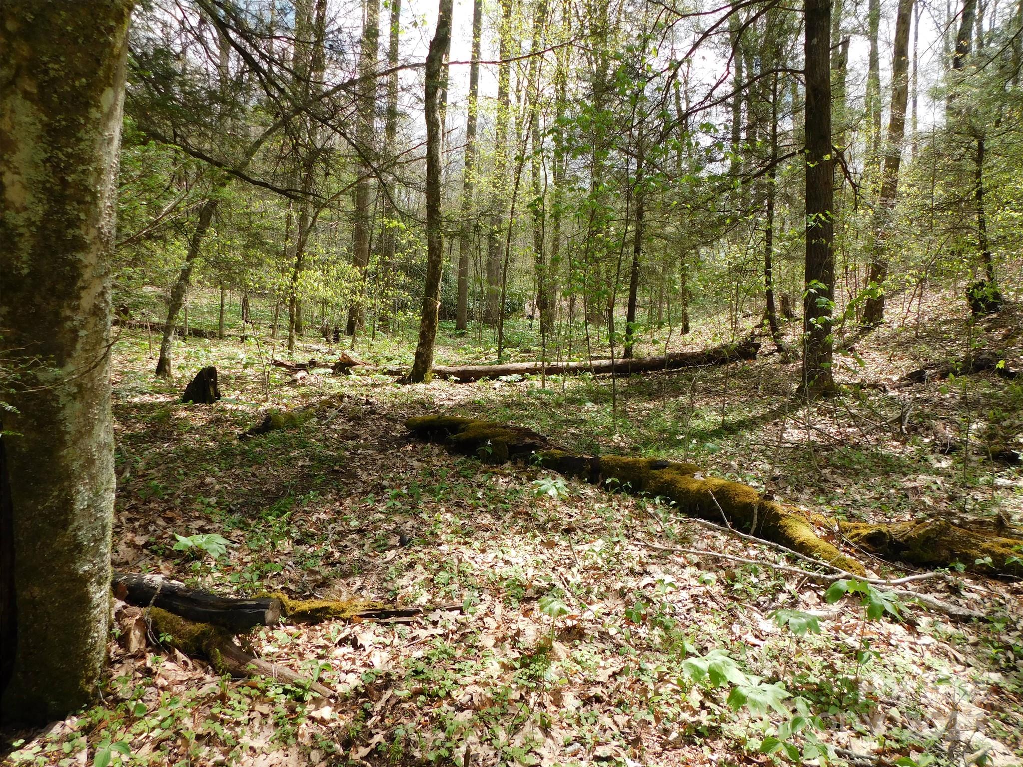 TBD Black Bear Trail 26