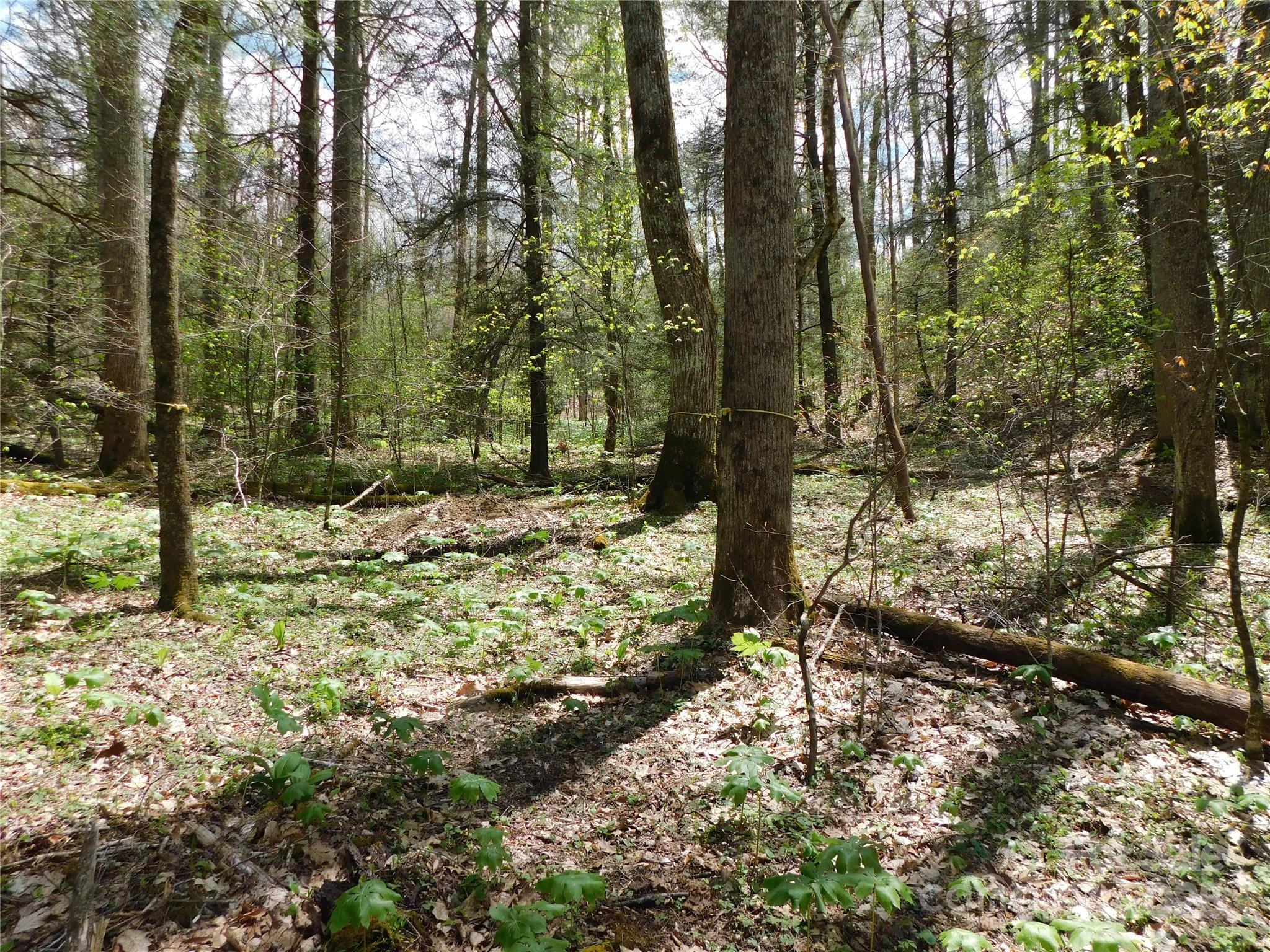 TBD Black Bear Trail 26