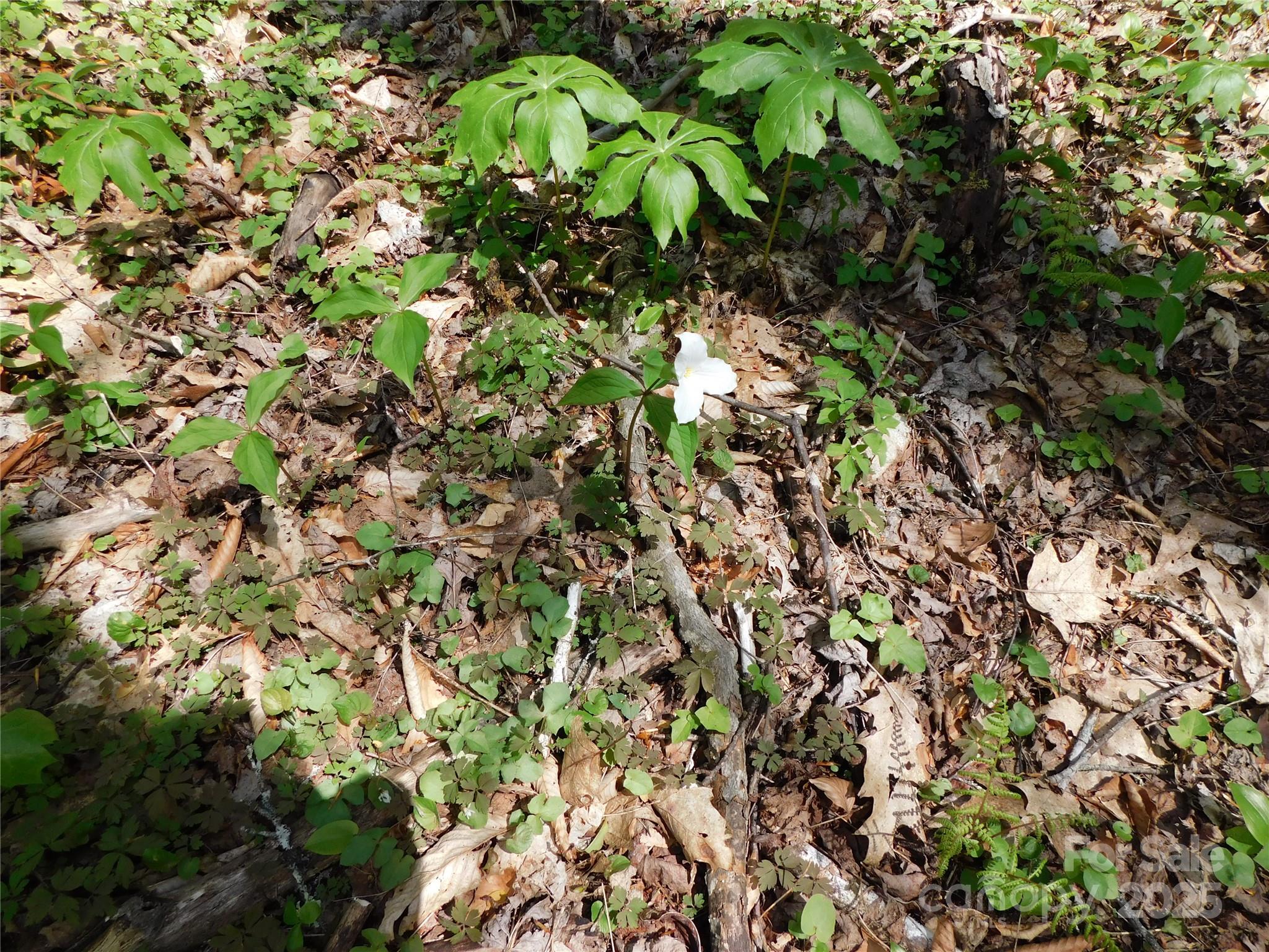 TBD Black Bear Trail 26