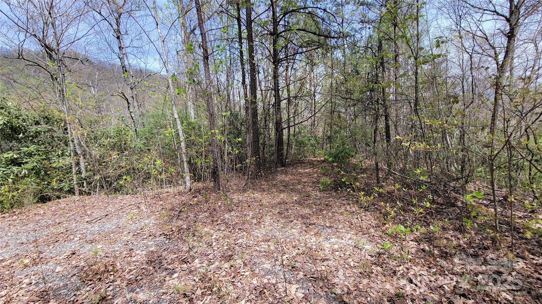 25 Lacy Fern Ridge 25