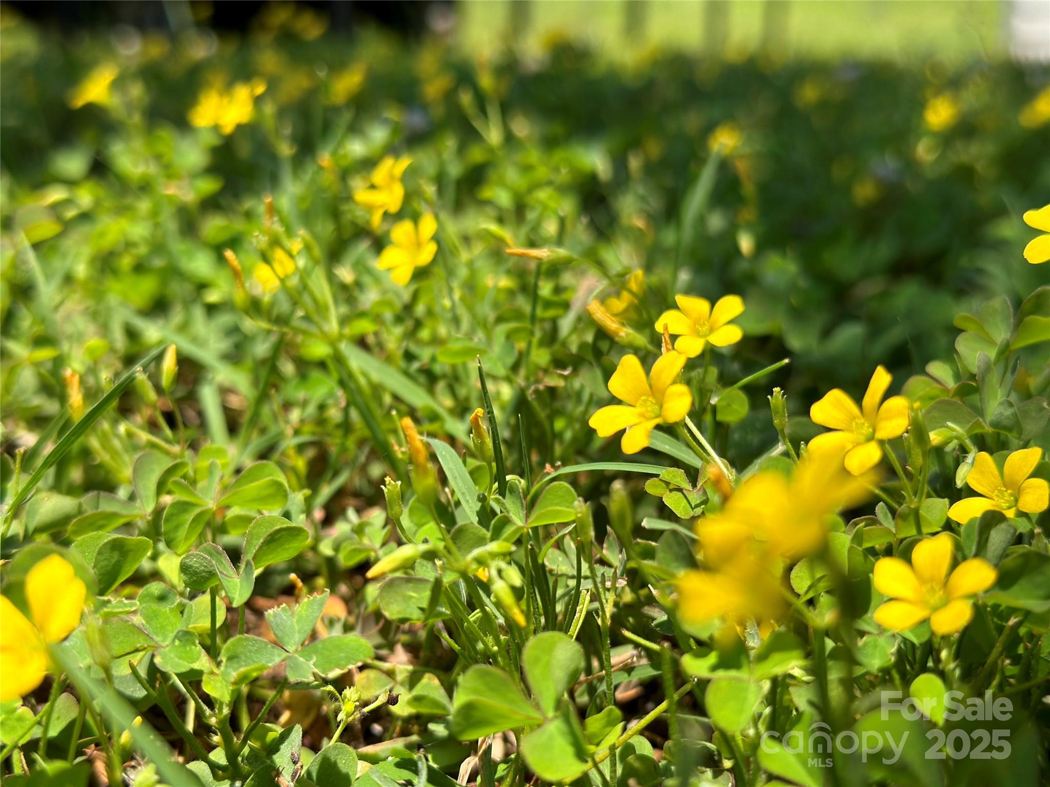 Lenoir, North Carolina 28645, United States, 3 Bedrooms Bedrooms, ,1 BathroomBathrooms,Residential,Active,145635