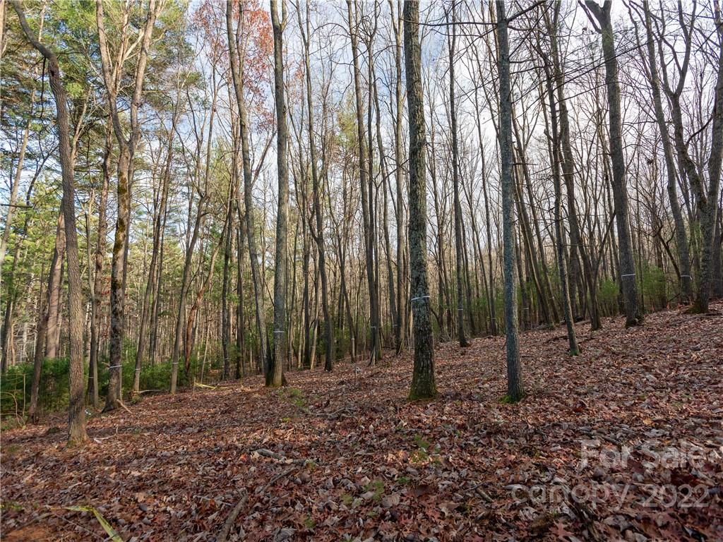 Ramble Biltmore Forest - Land